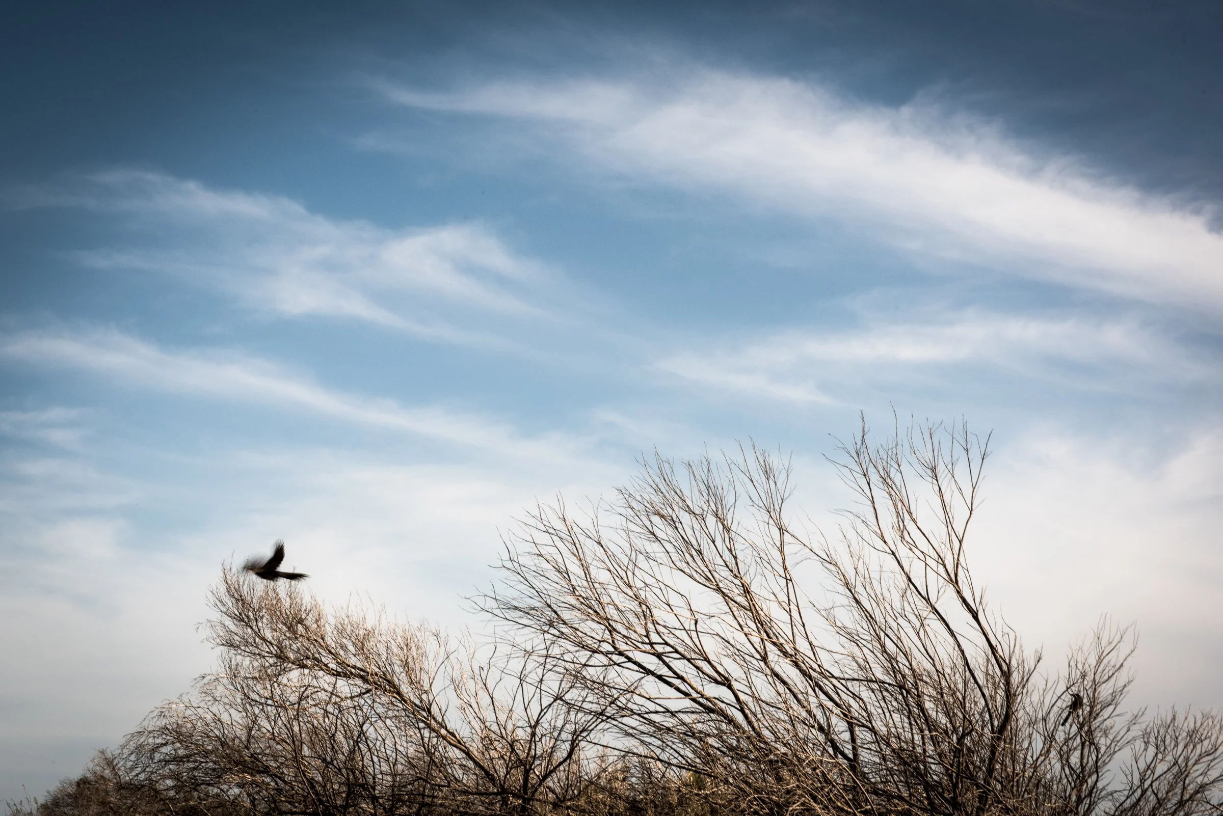Mid Flight - Largs Bay