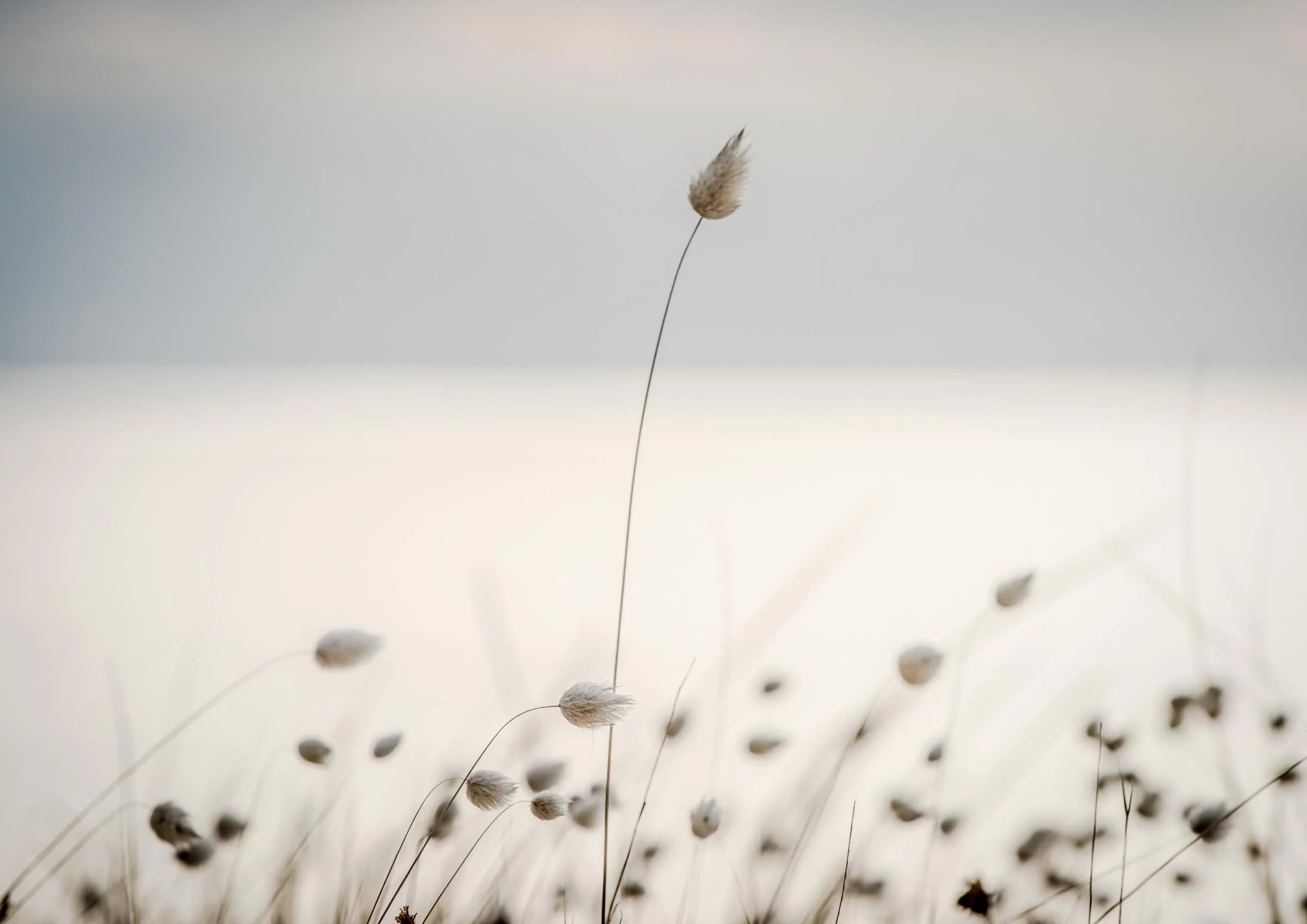 Tall Poppies and a Silver Sea
