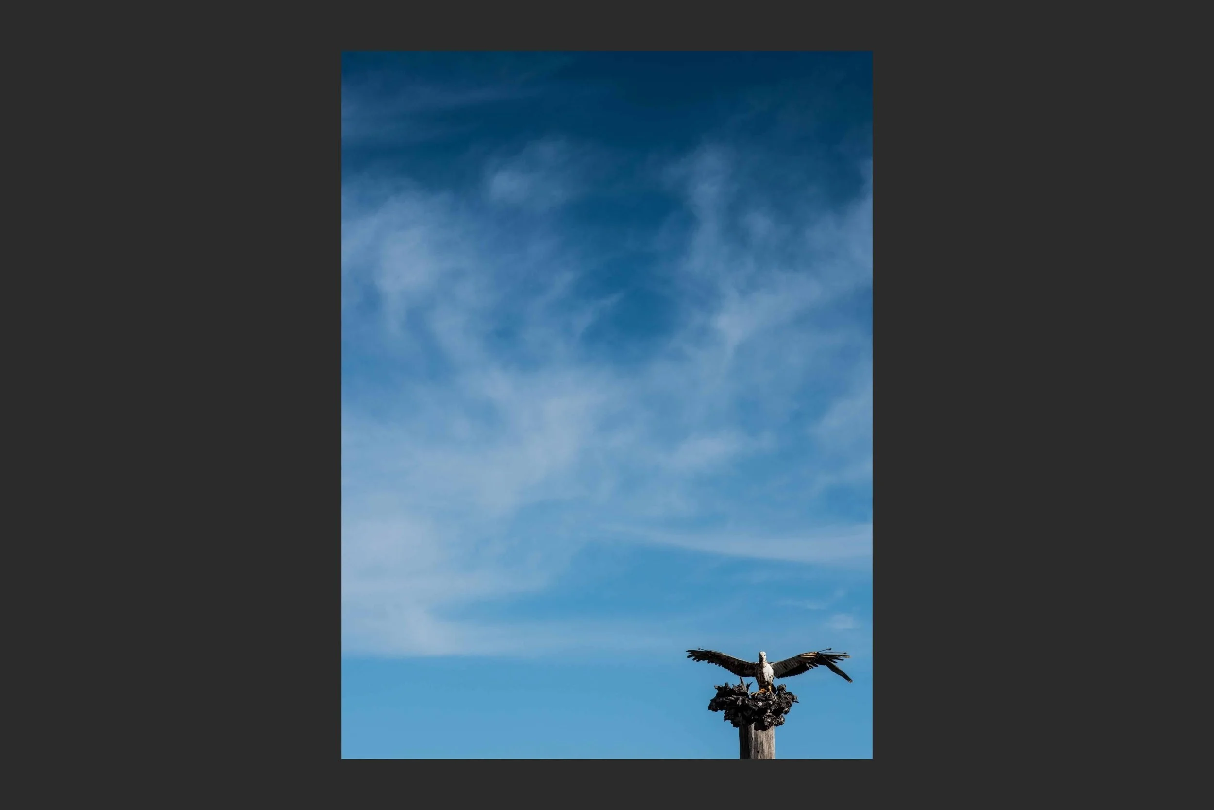 Bird on a Blue Sky