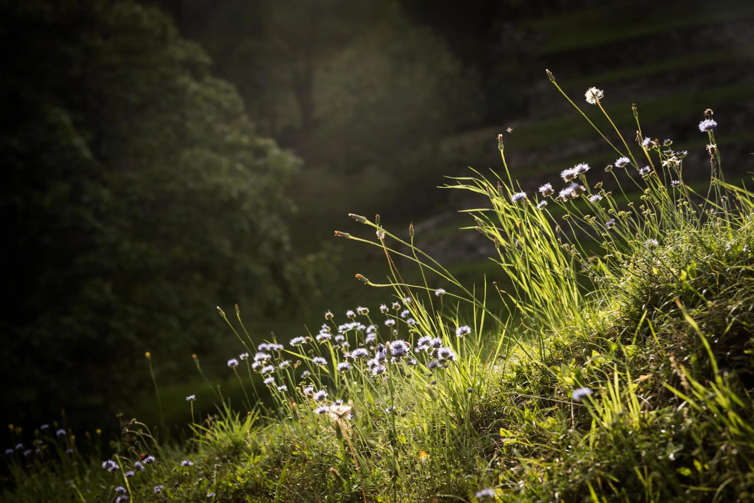 Hillside Blooms
