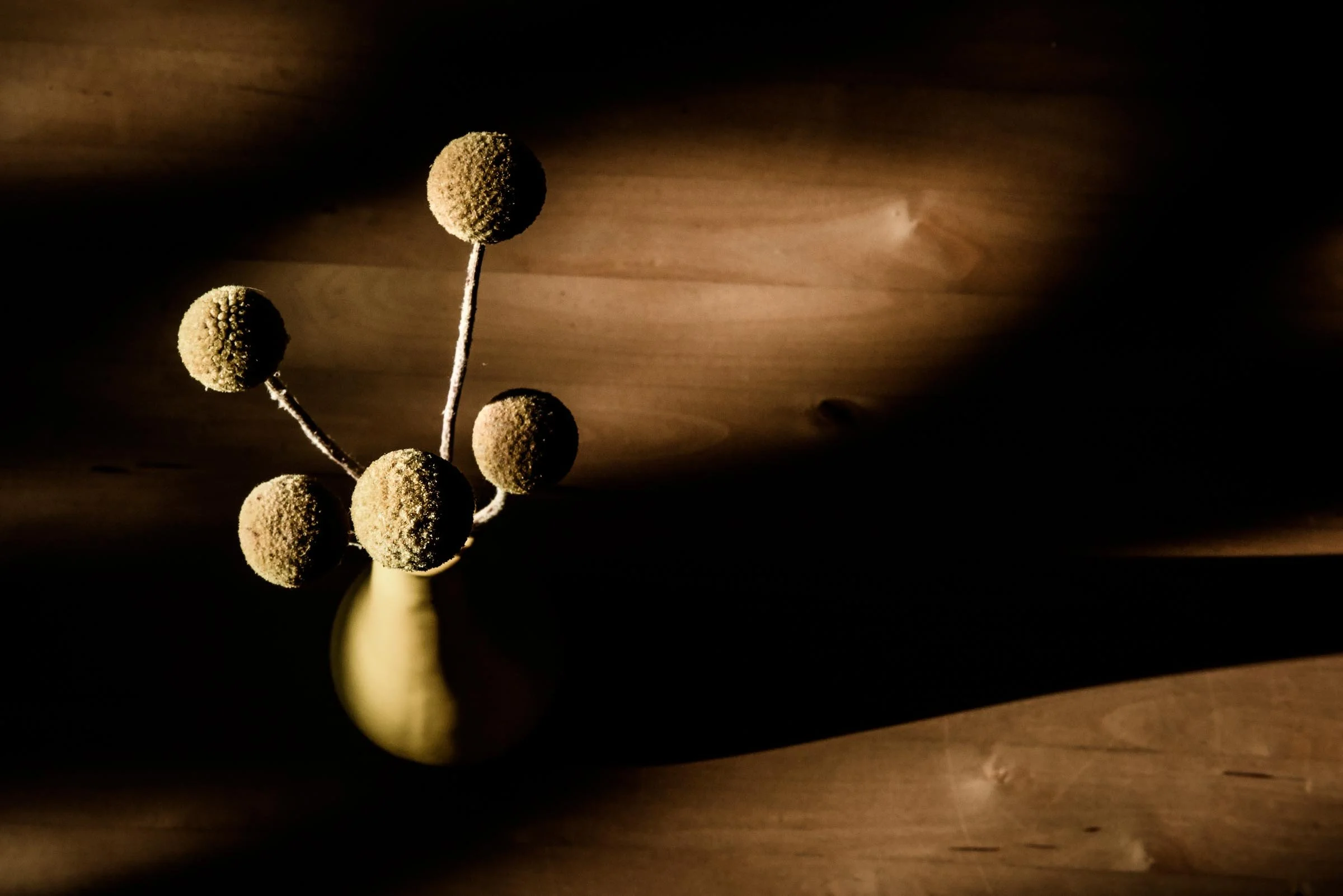 Yellow Billy Buttons