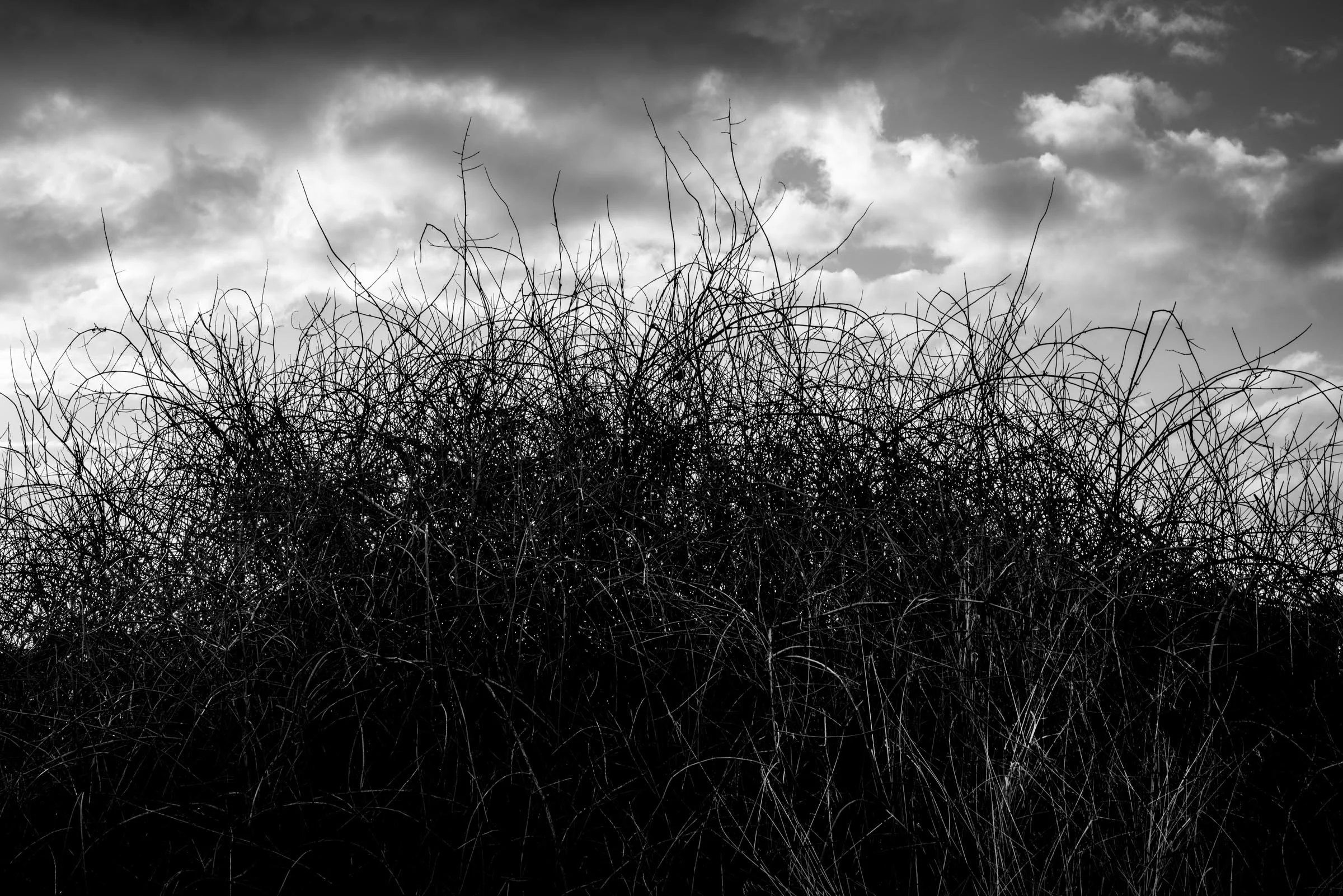 Grass Etching - Carrickalinga