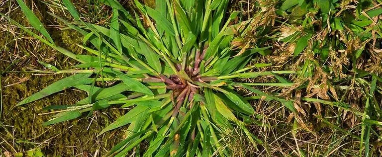 Post-emergent weed spray treatment targeting broadleaf weeds in Johns Creek, GA
