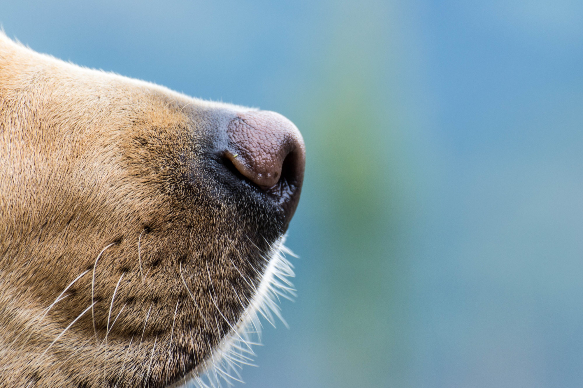Why Dogs Judge Food by Smell First