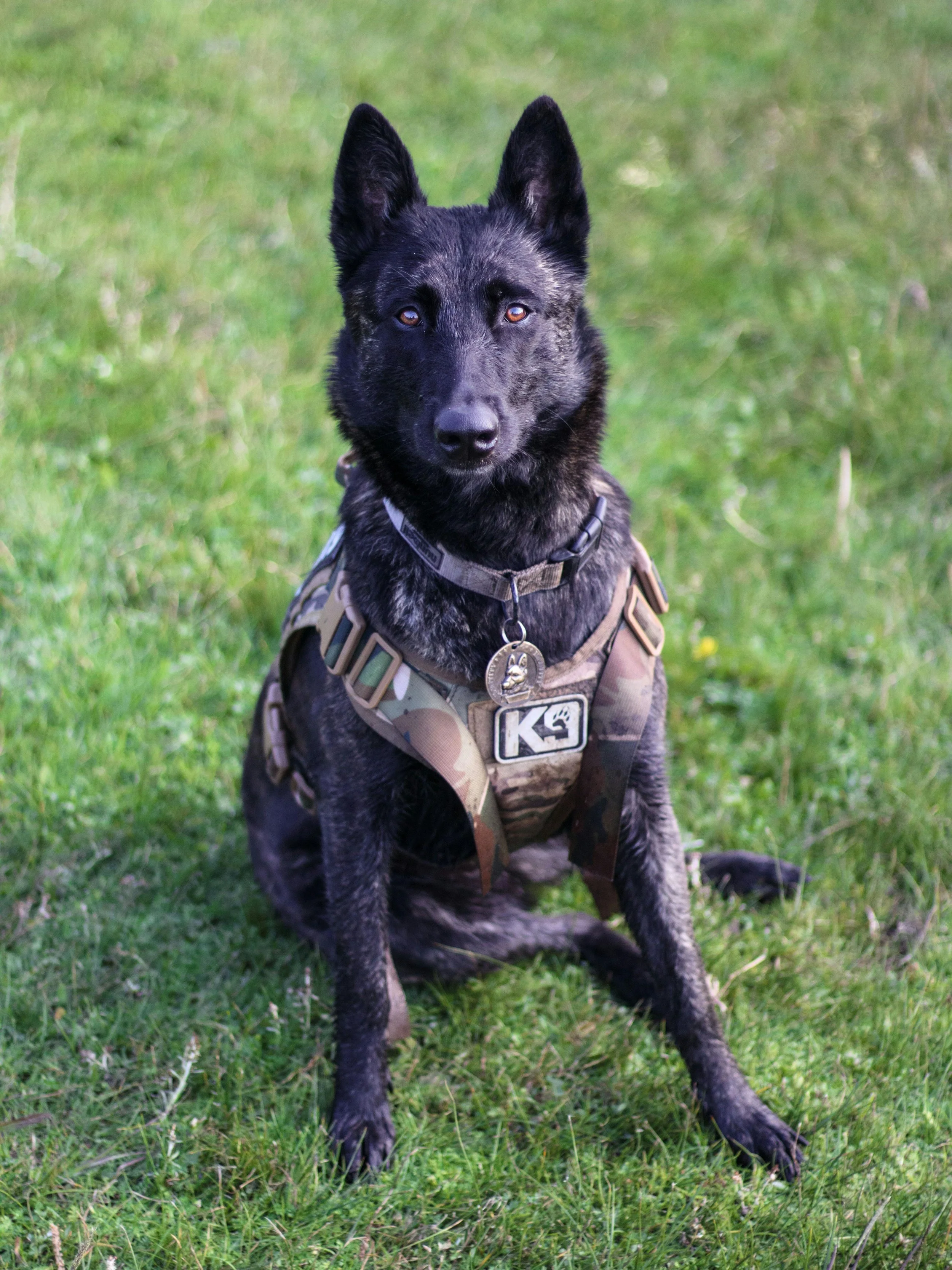 A black and gray police or military working dog sitting on grass, wearing a camouflage vest and a collar with a badge and tags.