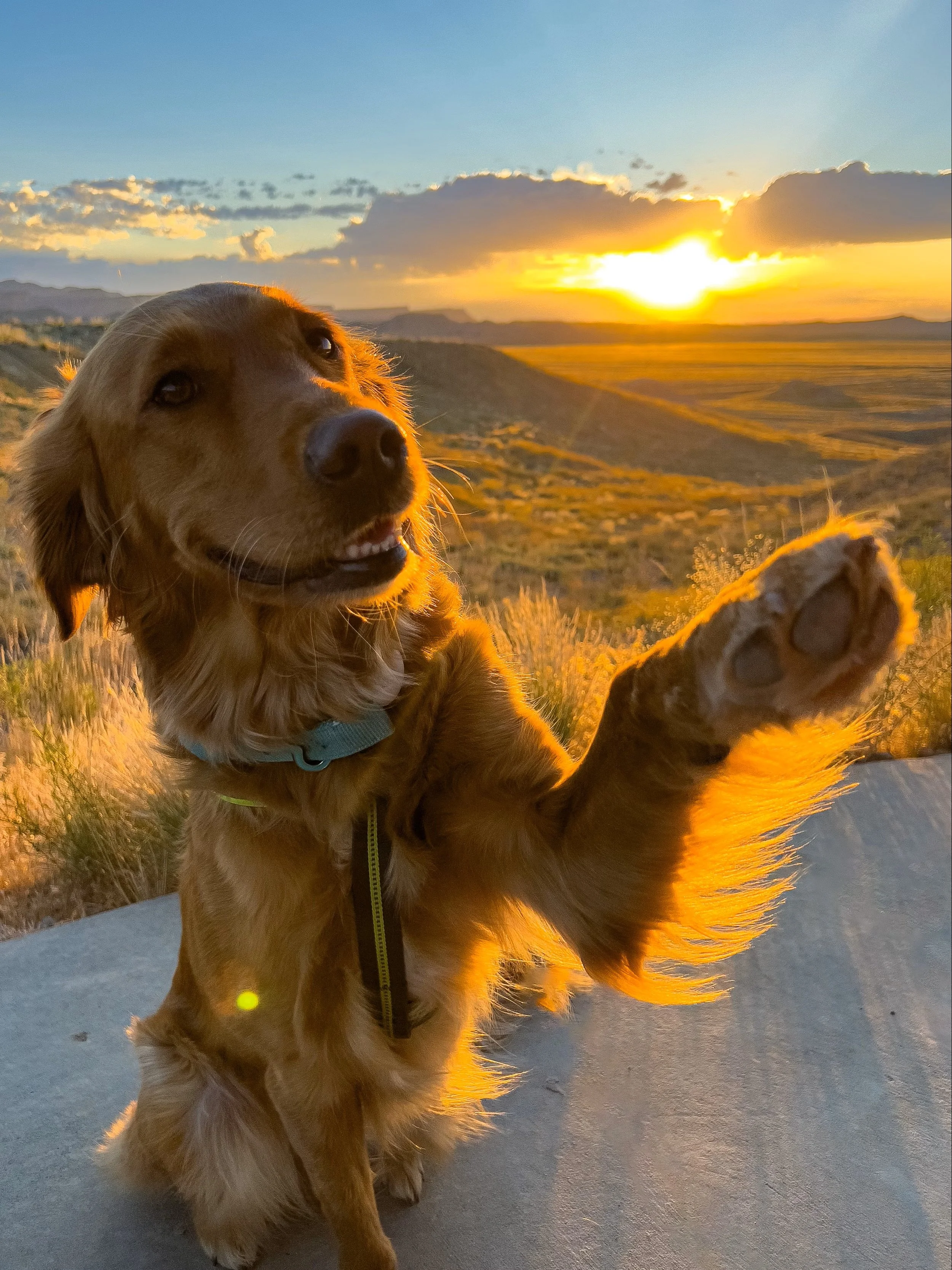 A golden retriever dog sitting outdoors during sunset with its paw raised. The background features a scenic view of rolling hills and a colorful sky with clouds.
