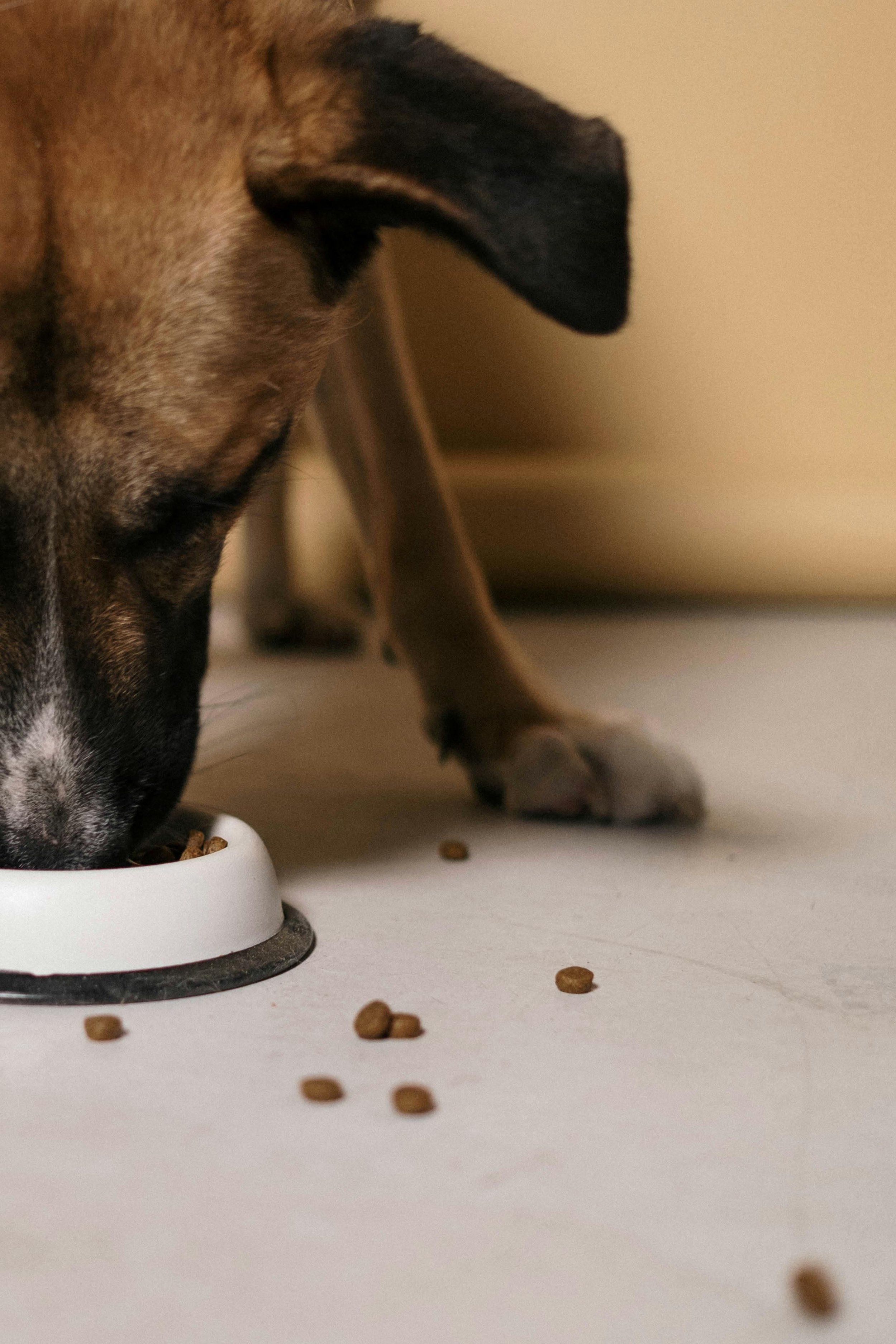 A dog eating from a white food bowl with scattered dry dog food on the floor.