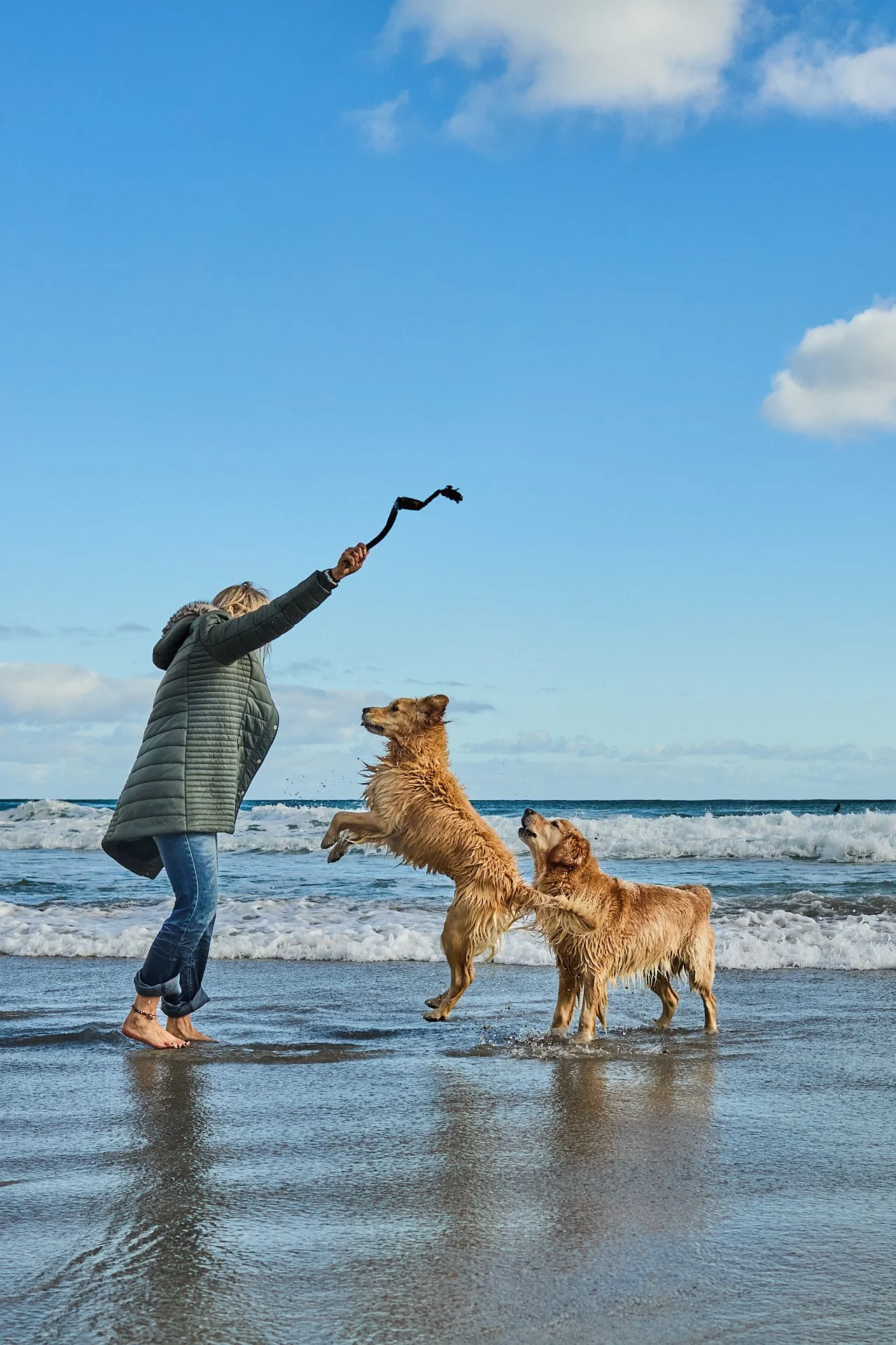 Woman in a gray jacket playing with two golden retriever dogs on the beach with ocean waves in the background.