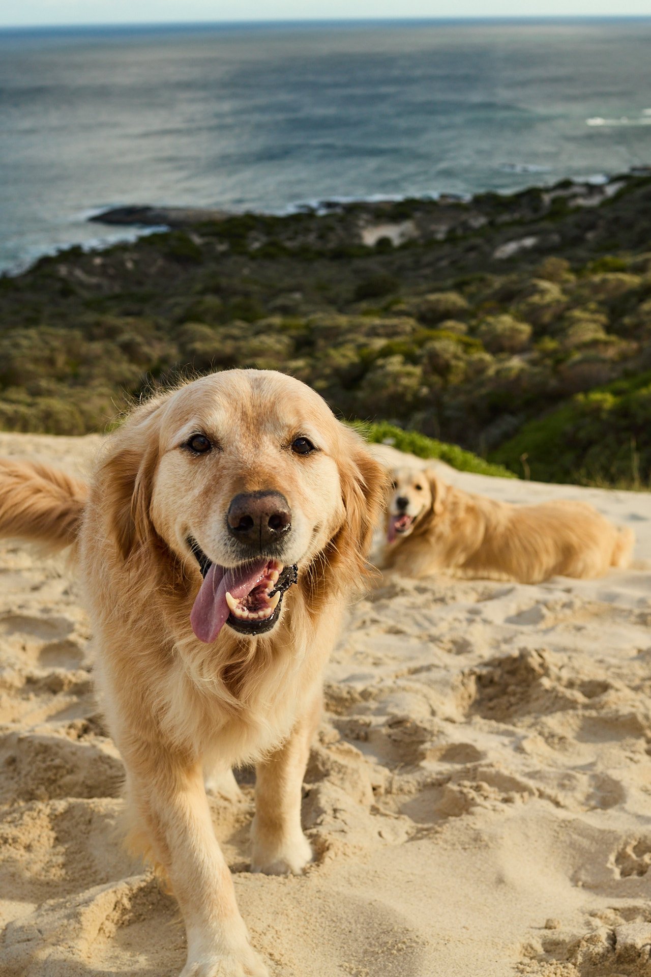 Two golden retriever dogs on a sandy beach with a coastline and ocean in the background.