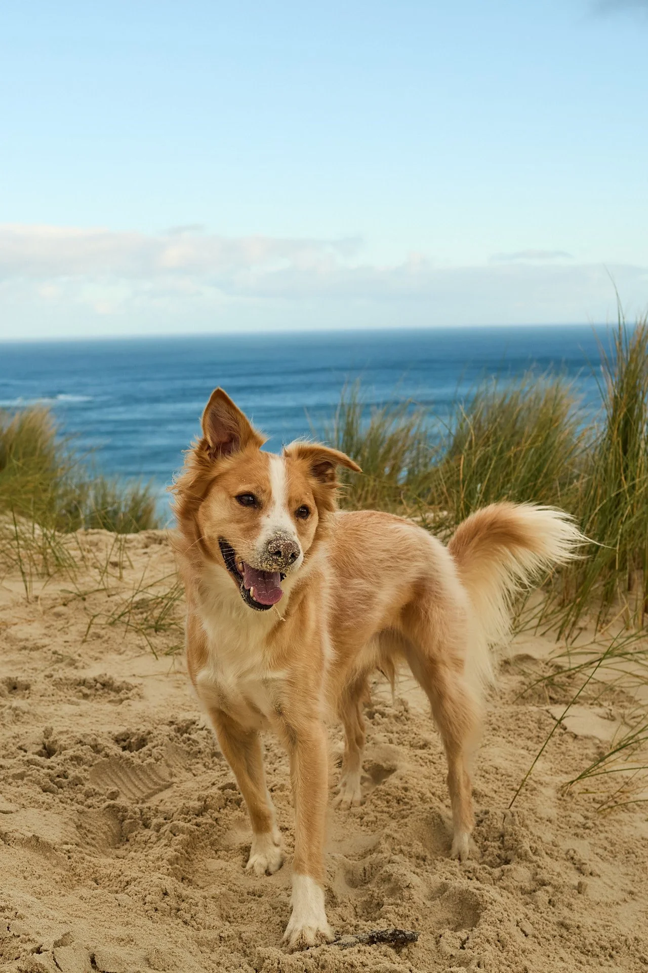 A happy dog with sandy fur and one ear up, standing on a sandy beach with grass and the ocean in the background.