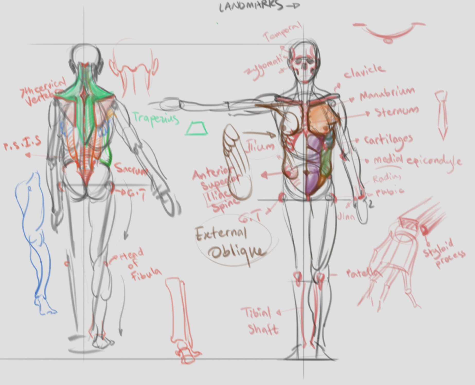 anatomy.jpg