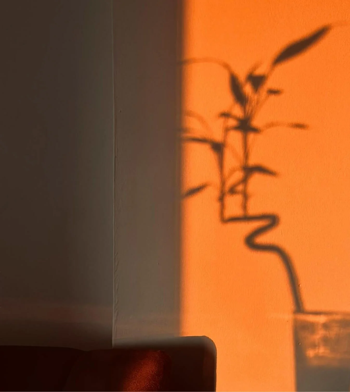 Warm light and plant shadows in a quiet interior, representing safety and healing in trauma therapy.