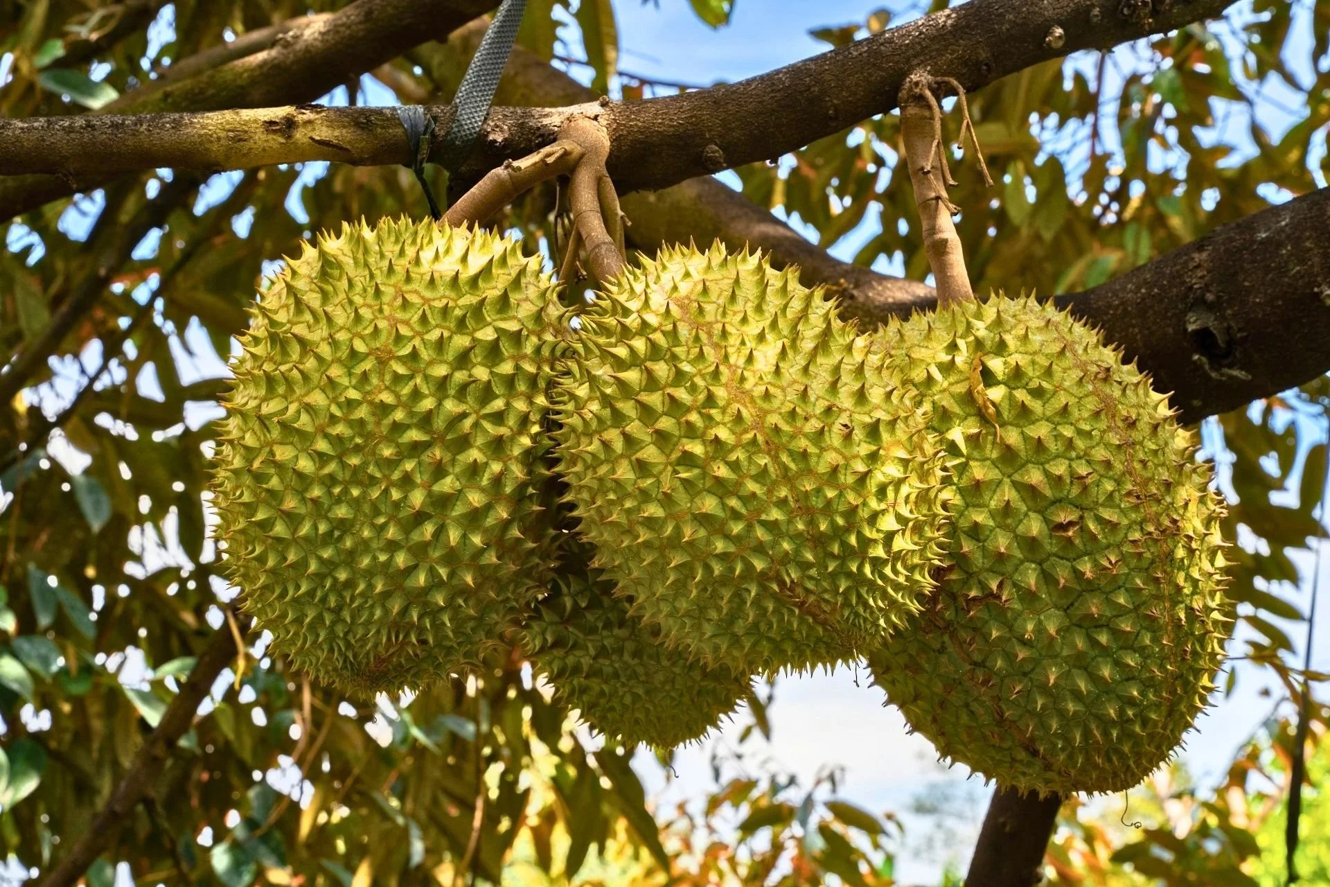 When Is Durian Season in Singapore: The Best Months for Durian Party