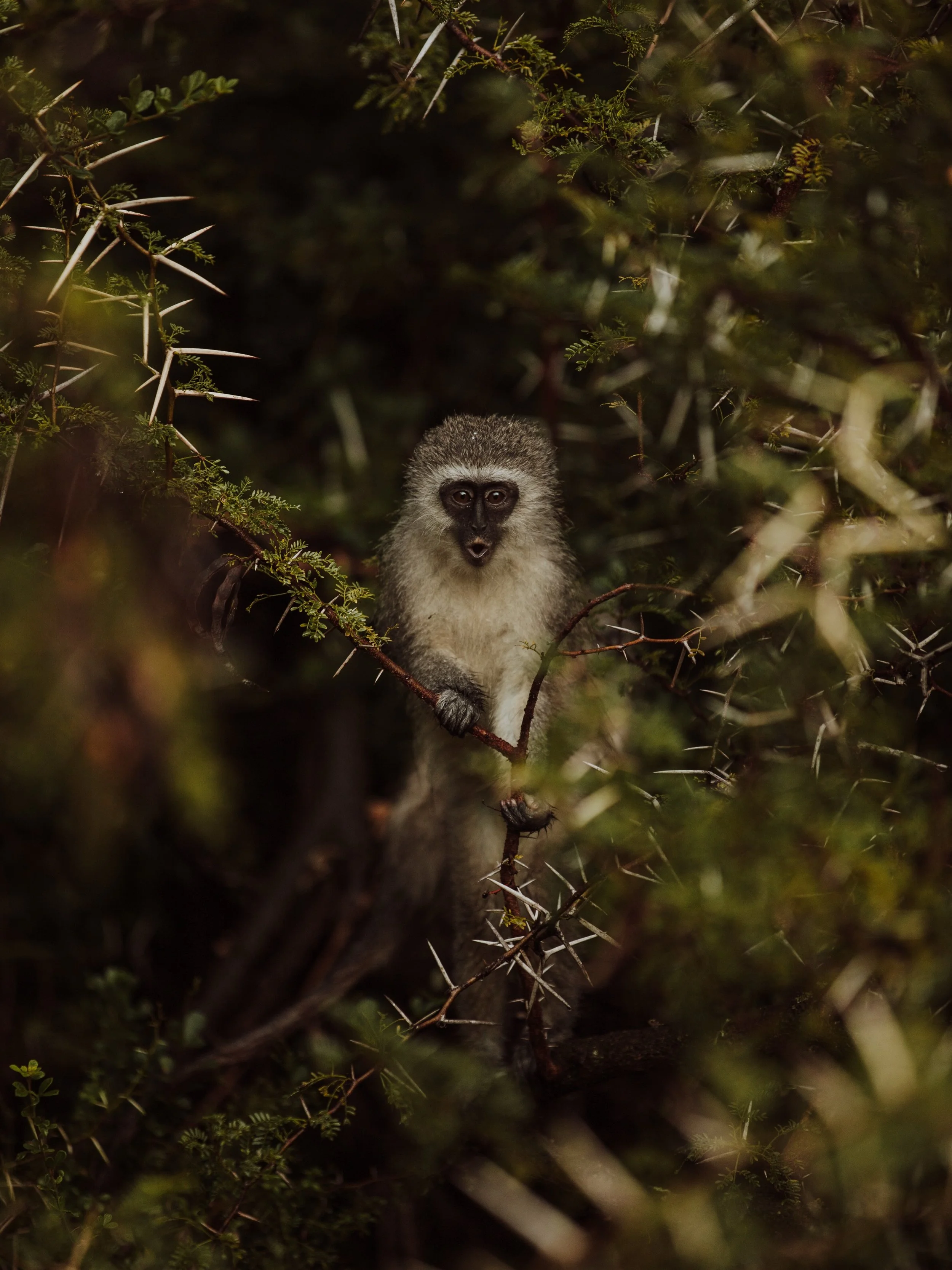 This is Africa 🇿🇦

#wildlife #wildlifephotography #safarilife #safari #wildlifephotographer