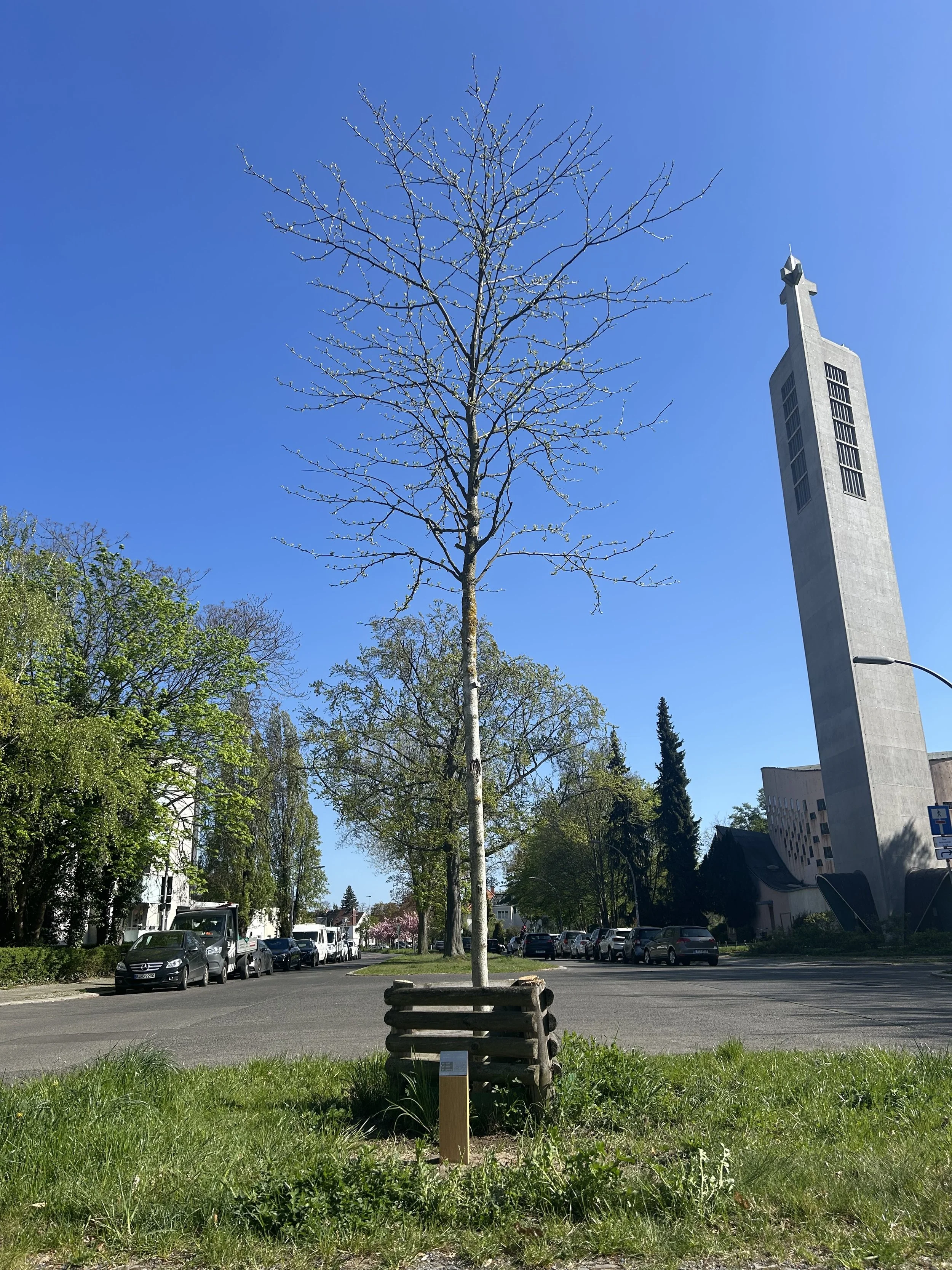 Gleditschie ‚Inermis‘ im Frühling