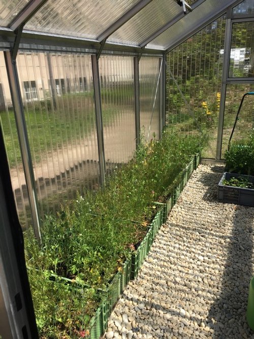 HP-FV-Gewächshaus.jpeg