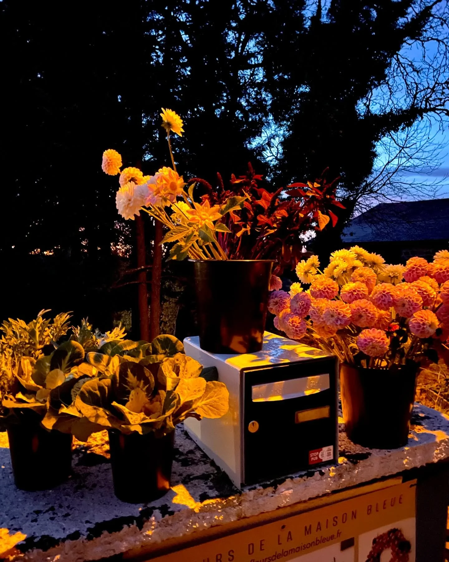 10 novembre&hellip; les fleurs cueillies hier en fin de journ&eacute;e partent avant m&ecirc;me le lever du jour, comme chaque semaine, pour &ecirc;tre sublim&eacute;es par les mains expertes de @fleuristesaintgermain 🌸
.
La nuit a &eacute;t&eacute;