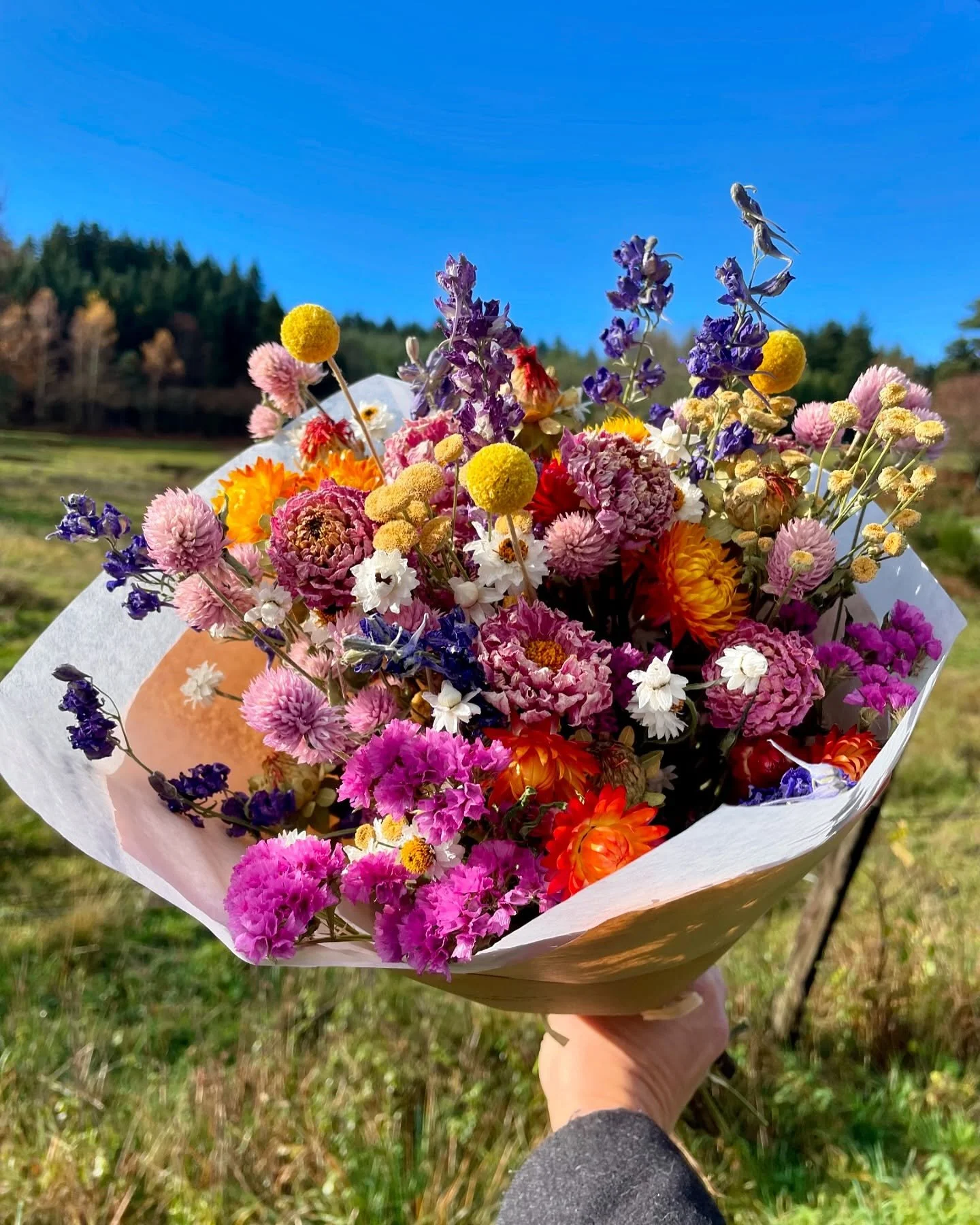Changement d&rsquo;ambiance&hellip; le soleil a laiss&eacute; place &agrave; la grisaille et surtout, au froid 🥶. Les derniers dahlias sont partis ce soir, et demain matin les jardins seront gel&eacute;s. Il faudra attendre le mois de mars pour avoi