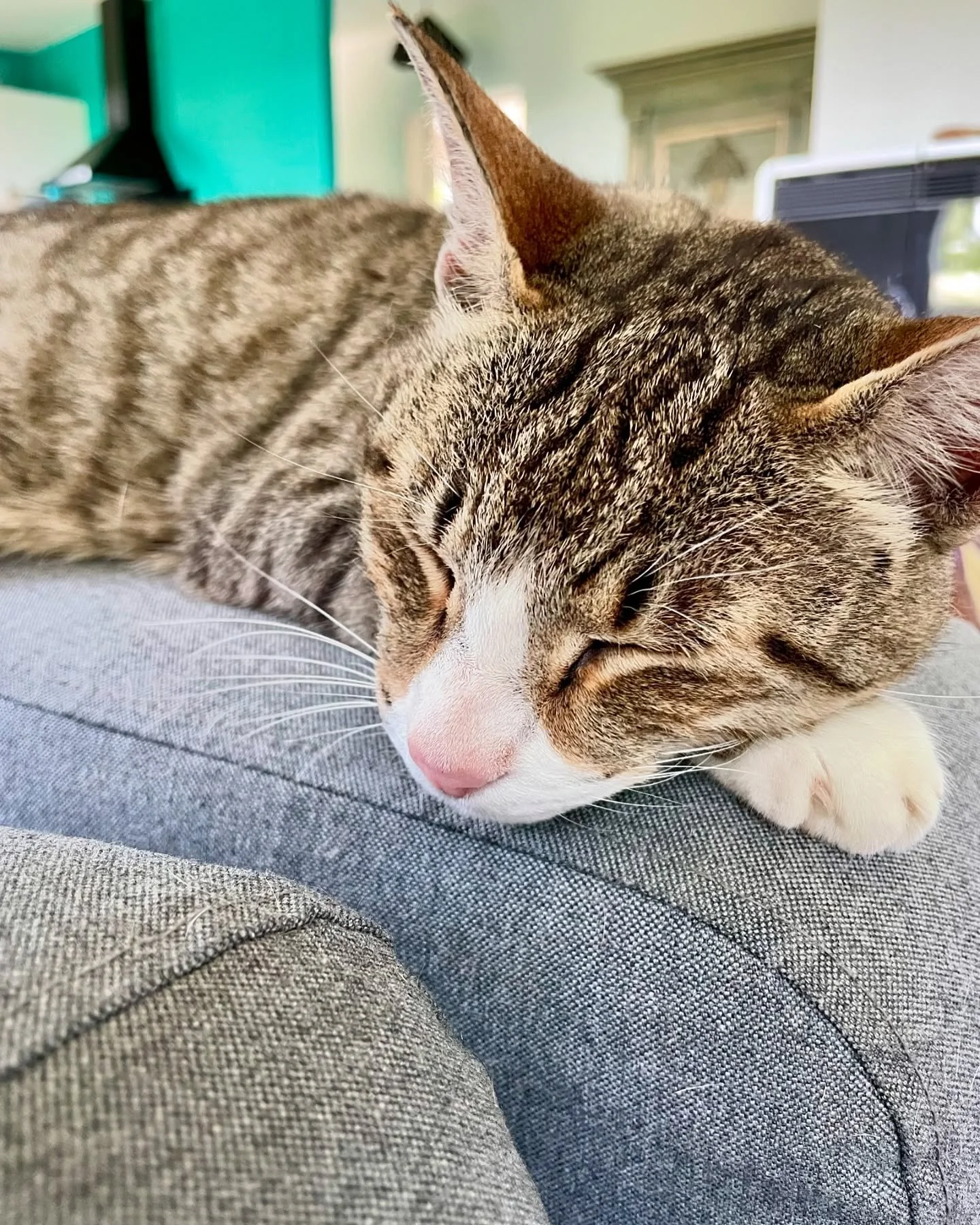 C&rsquo;est au tour de notre Cheffe de la Police des rongeurs de rejoindre le club des 13 ans avec Hina !
Joyeux anniversaire 🐈&zwj;⬛ 🩷🌸
.
.
.
#catbirthday #catlove