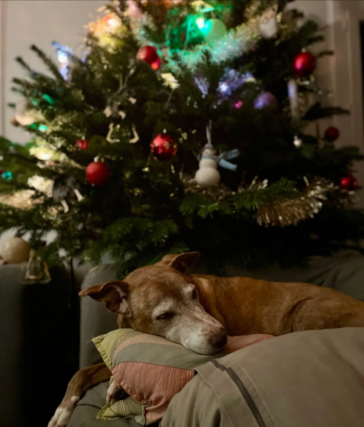 Pour les retardataires du sapin (on sait que vous &ecirc;tes l&agrave; !) ou pour le petit cadeau d&eacute;co qui fait plaisir &agrave; tous les coups, les toutes derni&egrave;res bo&icirc;tes de boules de No&euml;l fleuries sont disponibles :

- &ag