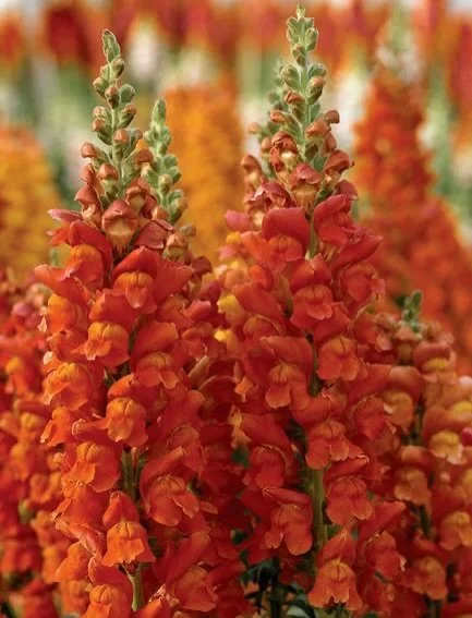 Les mufliers&hellip; comment imaginer qu&rsquo;une graine si petite, ce grain de poussi&egrave;re minuscule, puisse se transformer en une plante aussi belle ?
.
L&rsquo;an dernier, mes mufliers &eacute;taient malades (une rouille dormante dans les gr