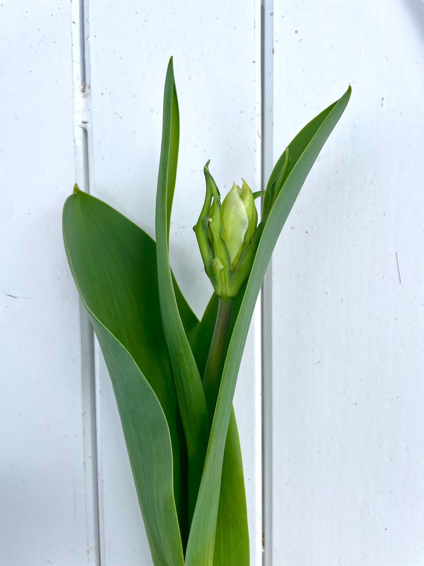 ✨ TULIPES ✨
Ou la magie des fleurs&hellip; r&eacute;colt&eacute;es en boutons (photo 1) elles se d&eacute;veloppent et s&rsquo;ouvrent en de grandioses bouquets, pour minimum 7 &agrave; 10 jours en vase. 
.
Comme chaque ann&eacute;e, je vous propose 