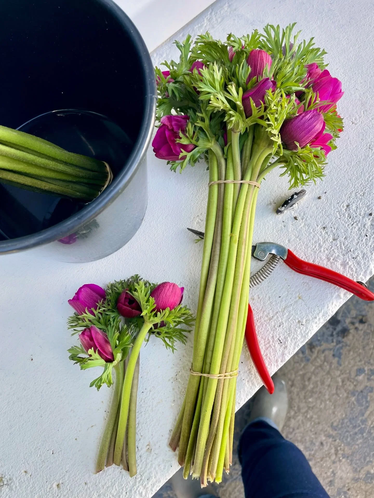 ✨ AN&Eacute;MONES ✨
Les 1&egrave;res fleurs sont toutes petites, 10cm tout au plus. Puis au fil des coupes, les nouvelles fleurs s&rsquo;allongent. La patience est de mise quand on cultive des fleurs l&rsquo;hiver ❄️ surtout &agrave; 1000m d&rsquo;al