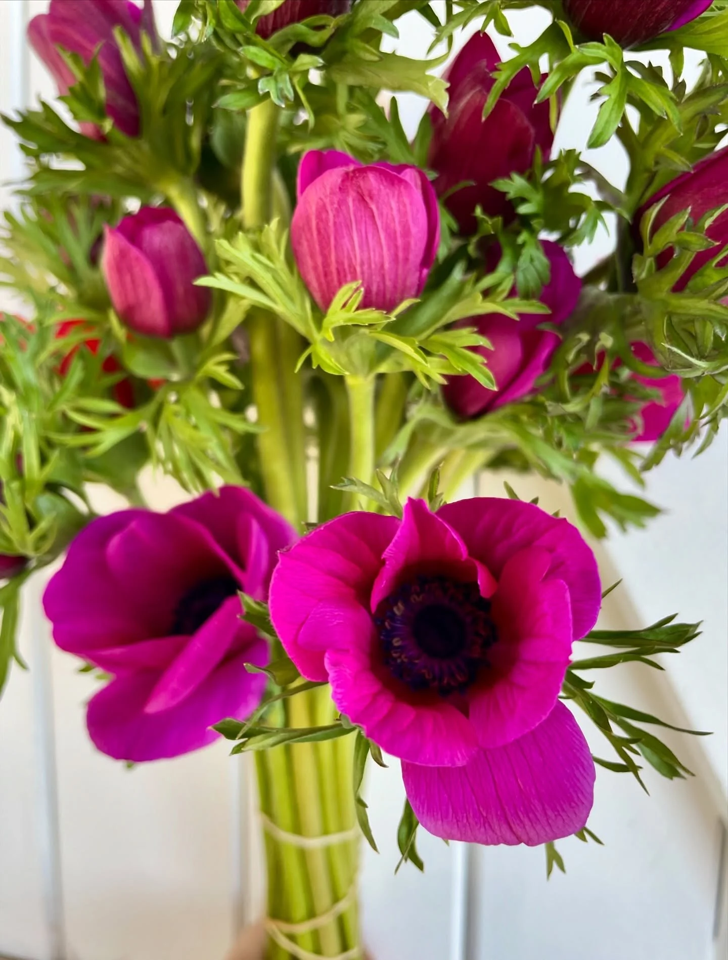 ✨ PRINTEMPS ✨
&Agrave; partir de la semaine prochaine, Hina 🐕 et moi pourrons vous proposer les 1ers bouquets d&rsquo;an&eacute;mones.  Seules ou en m&eacute;lange avec de beaux narcisses/jonquilles jaune pastel, &agrave; partir de 20 &euro;. 
Comma