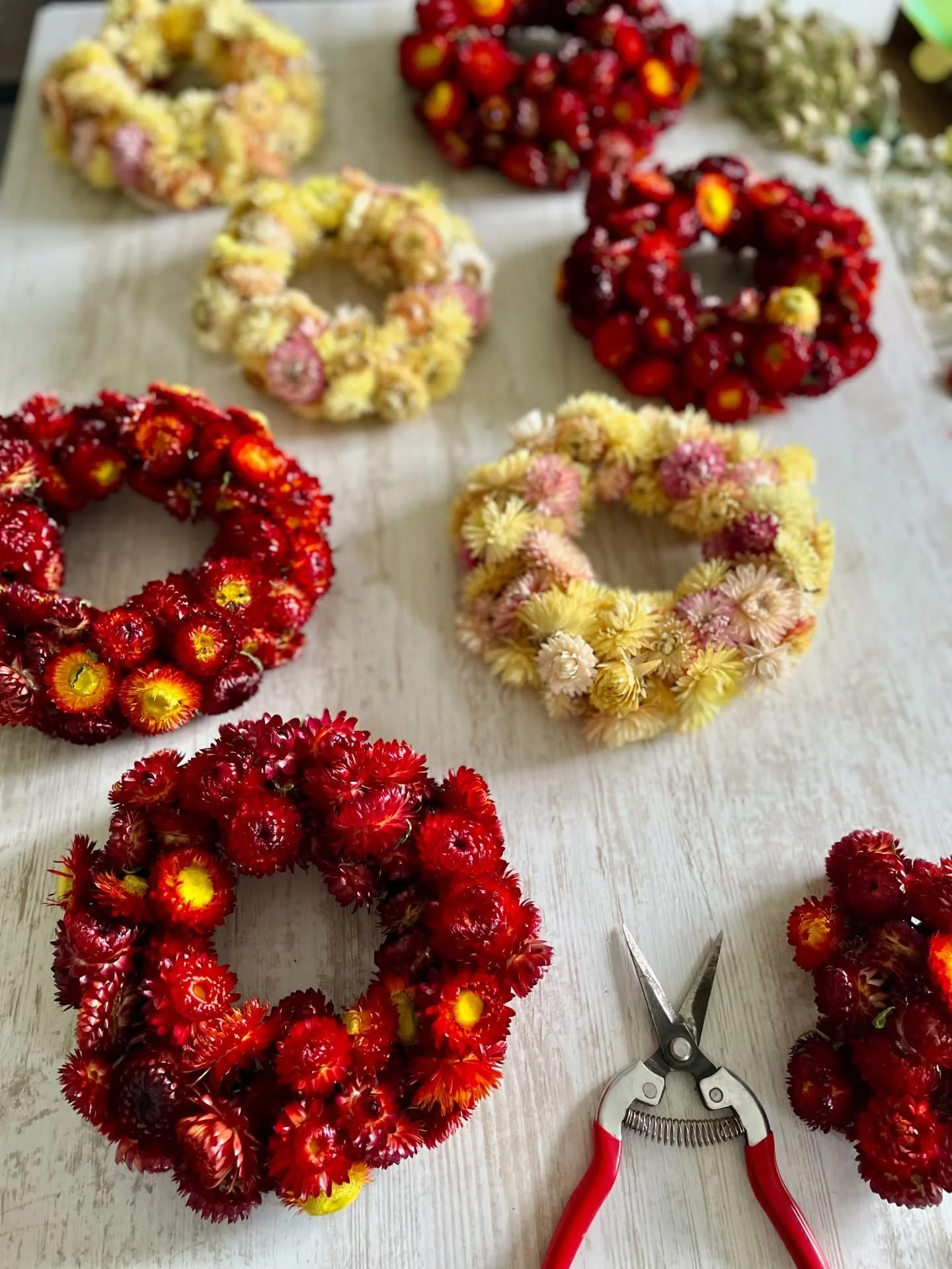 🧁 G.O.U.R.M.A.N.D.I.S.E 🧁 
Des couronnes petits formats &agrave; d&eacute;couvrir vendredi &agrave; la boutique @lesadroits &agrave; Ambert. 
.
.
.
#fleurssechees #fleurss&eacute;ch&eacute;es #producteurdefleurs #auvergne #parclivradoisforez