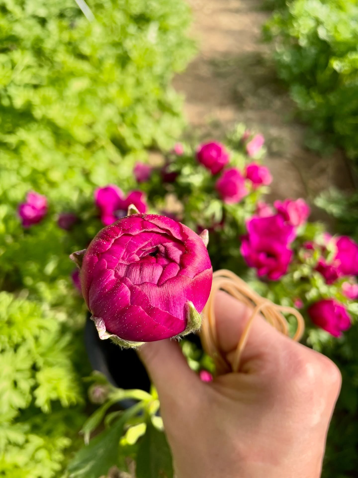 Un an en arri&egrave;re nous &eacute;tions dans la lutte et l&rsquo;am&eacute;nagement des jardins pour limiter les d&eacute;g&acirc;ts caus&eacute;s par les campagnols&hellip; le printemps 2025 a &eacute;t&eacute; assez catastrophique avec peu de pr