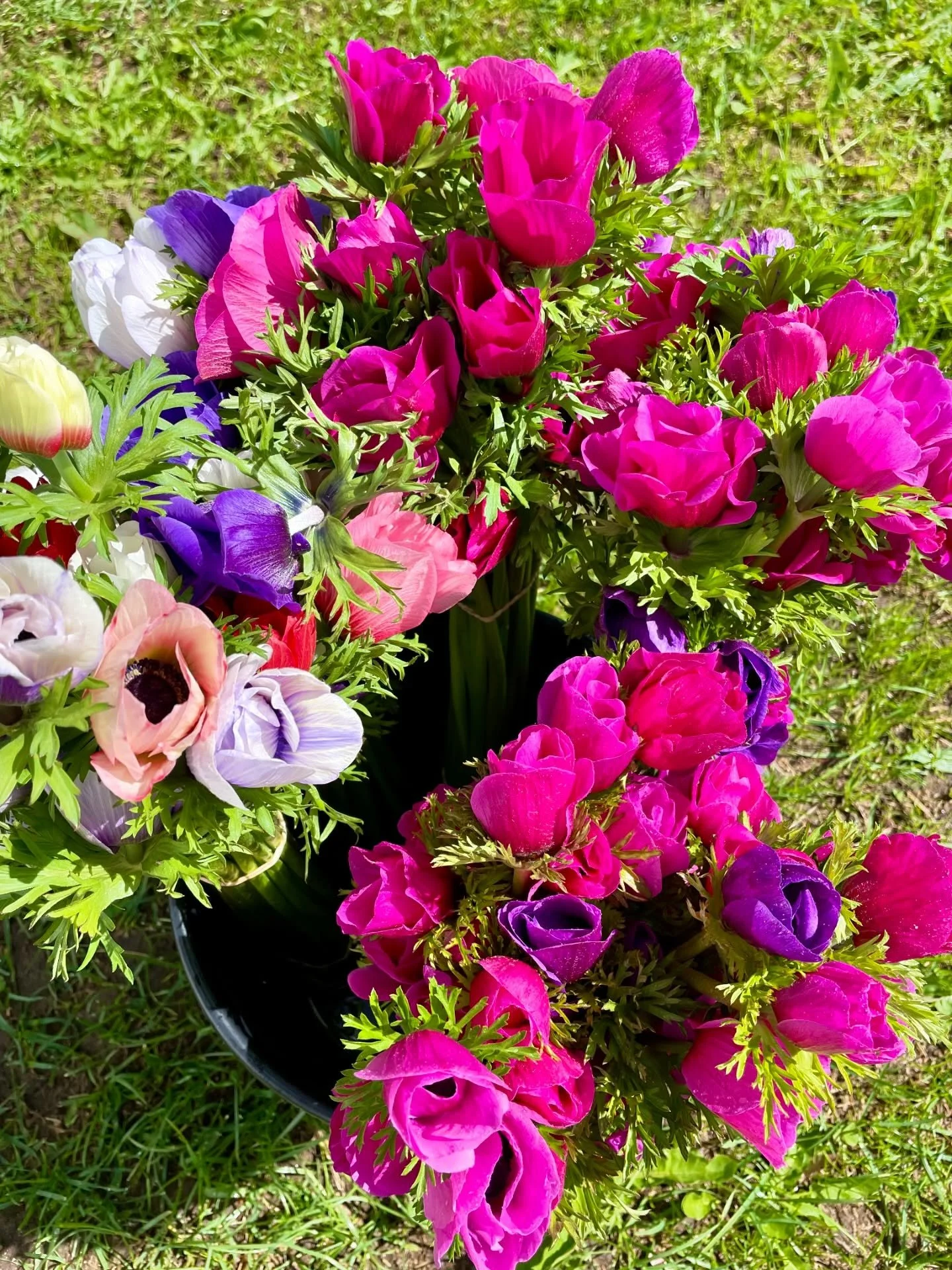 ✨ MARCH&Eacute; D&rsquo;OUVERTURE DU JARDIN POUR LA TERRE ✨
Toute cette semaine, je vous propose des bouquets d&rsquo;an&eacute;mones (20 &euro;) et/ou de renoncules (promo &agrave; 25 &euro;) ! Et ce weekend, retrouvez-moi au March&eacute; d&rsquo;o