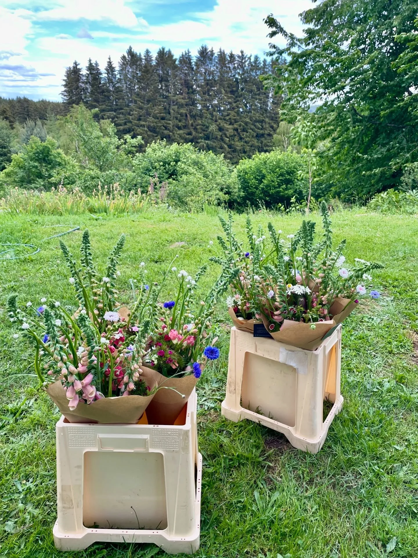 ✨ F&Ecirc;TE DES PLANTES ET DE LA FOR&Ecirc;T ✨
La for&ecirc;t &agrave; l&rsquo;honneur !
Demain dimanche 7 juin &agrave; Saint Germain l&rsquo;Herm (&agrave; la salle polyvalente) retrouvez-moi ainsi que plein d&rsquo;autres producteurs &agrave; par