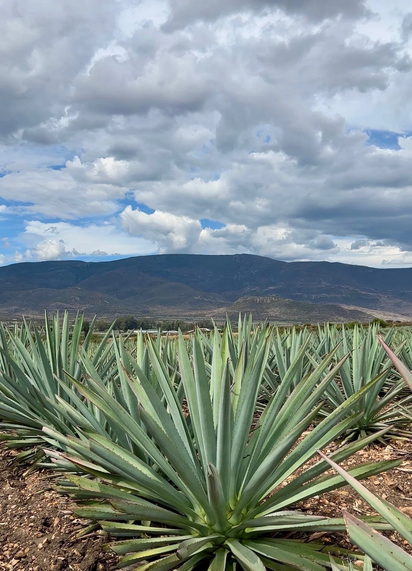 The Emotional Cost of Financial Stress: How Money Problems Affect Your Mental Health