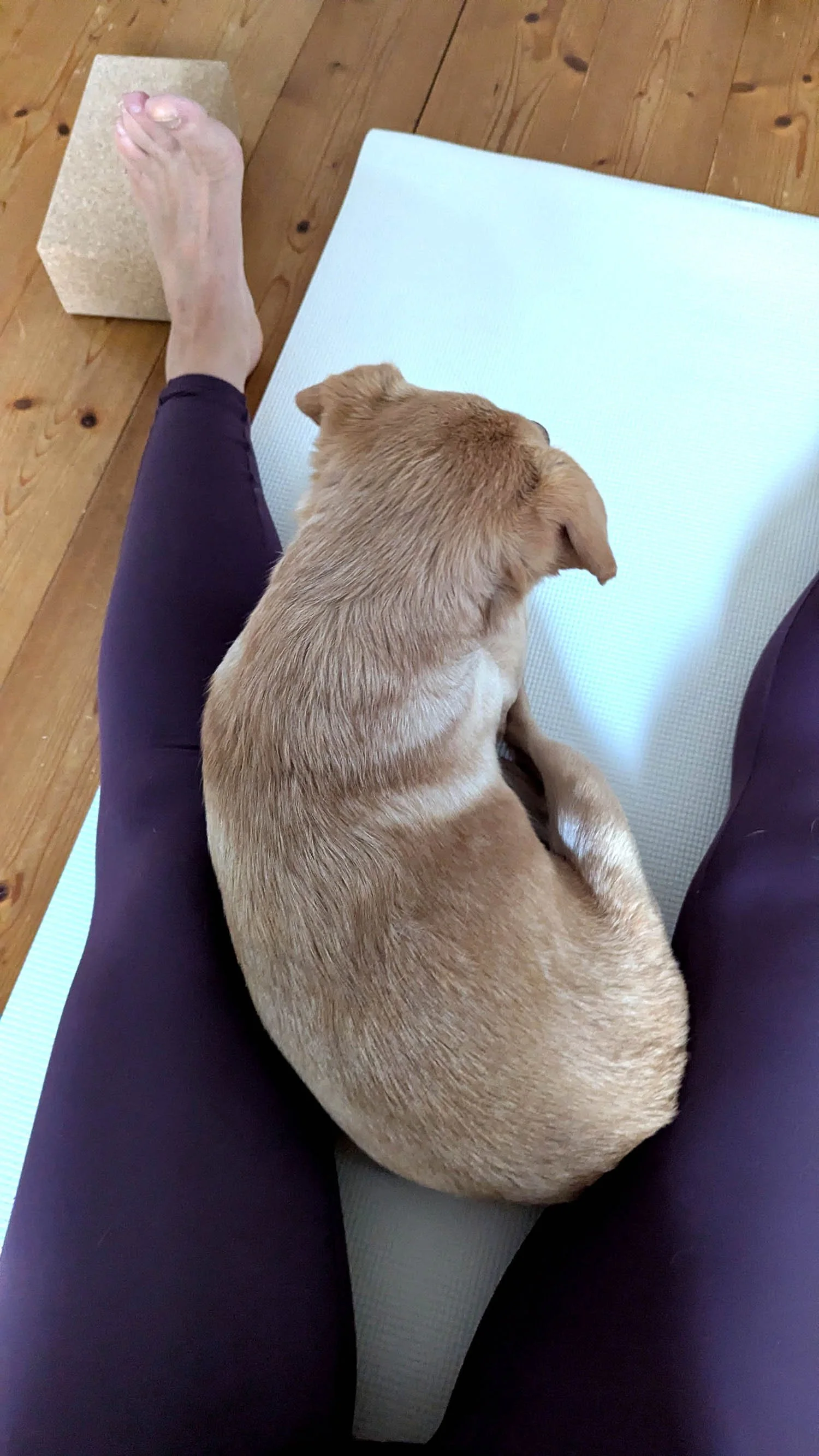 Yoga mit meinem Hund Kiwi