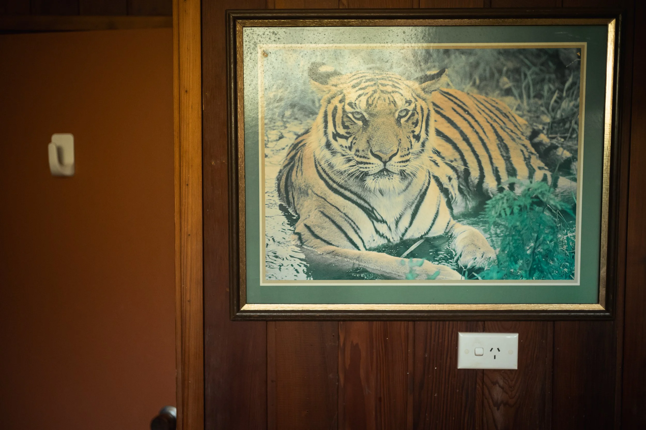 Painting of a tiger resting in water, framed and hung on a wooden wall.