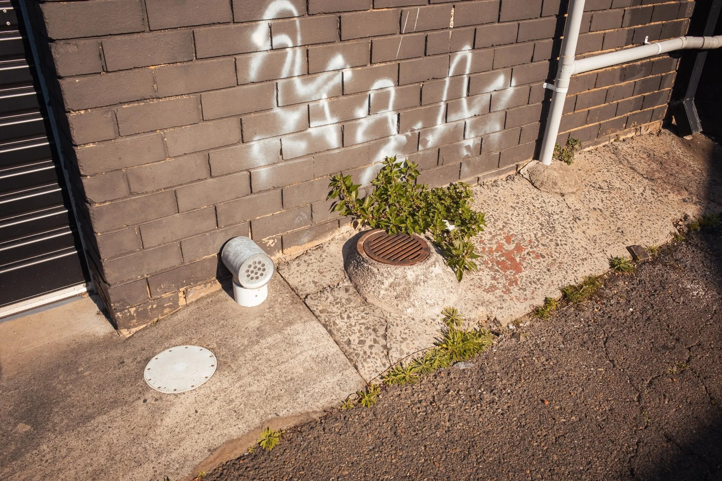 A small green bush growing through a sidewalk with a brick wall in the background, spray-painted graffiti on the wall, and a drainage grate covered by a large rock blocking a small tree.