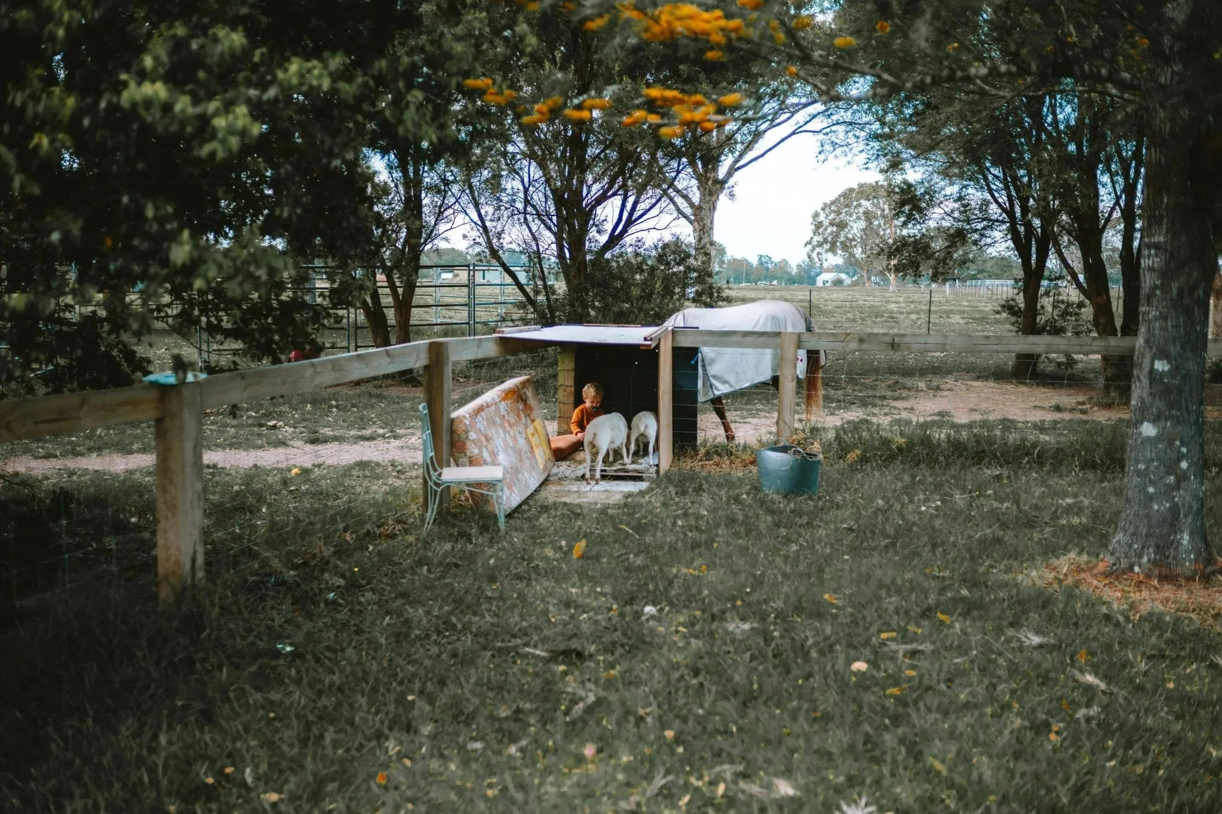 A child in a barnyard with three goats, a makeshift shelter, a dirt path, trees, and a grassy area.