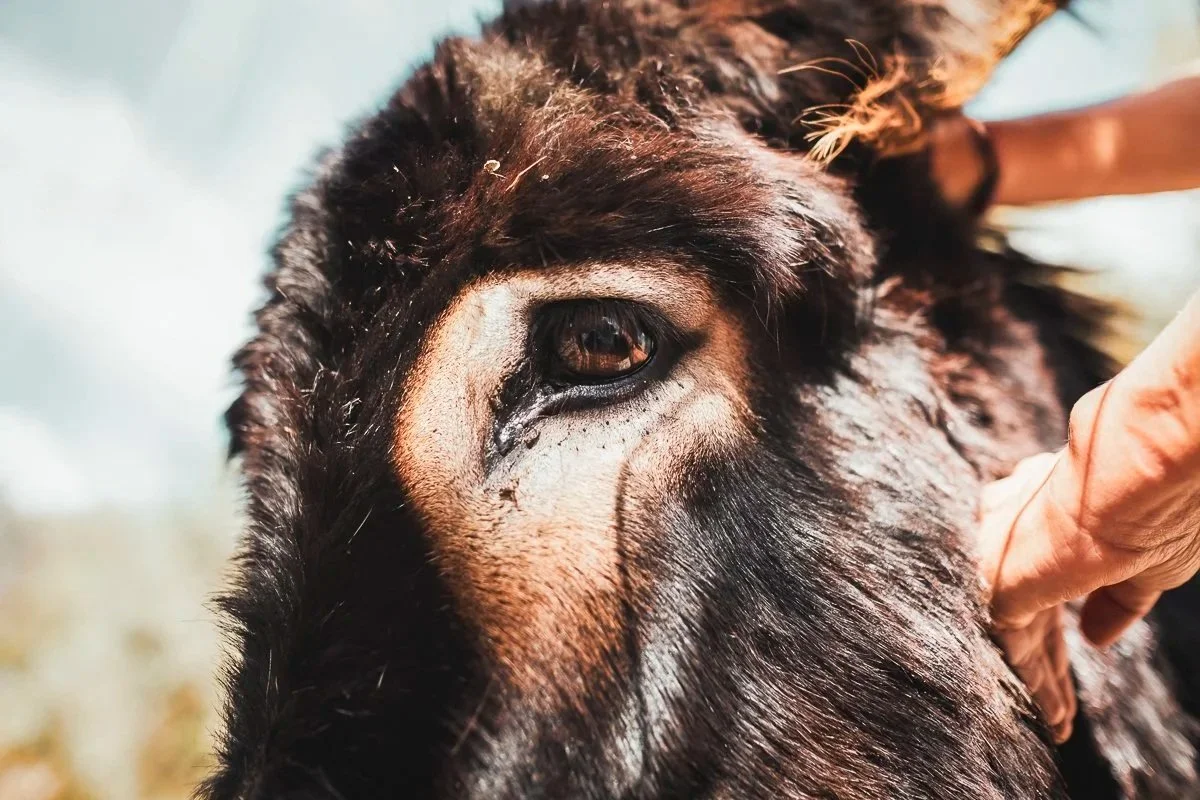 Close-up of a large dog's face with brown and black fur, lying on the ground, with a person's hand gently touching its head.