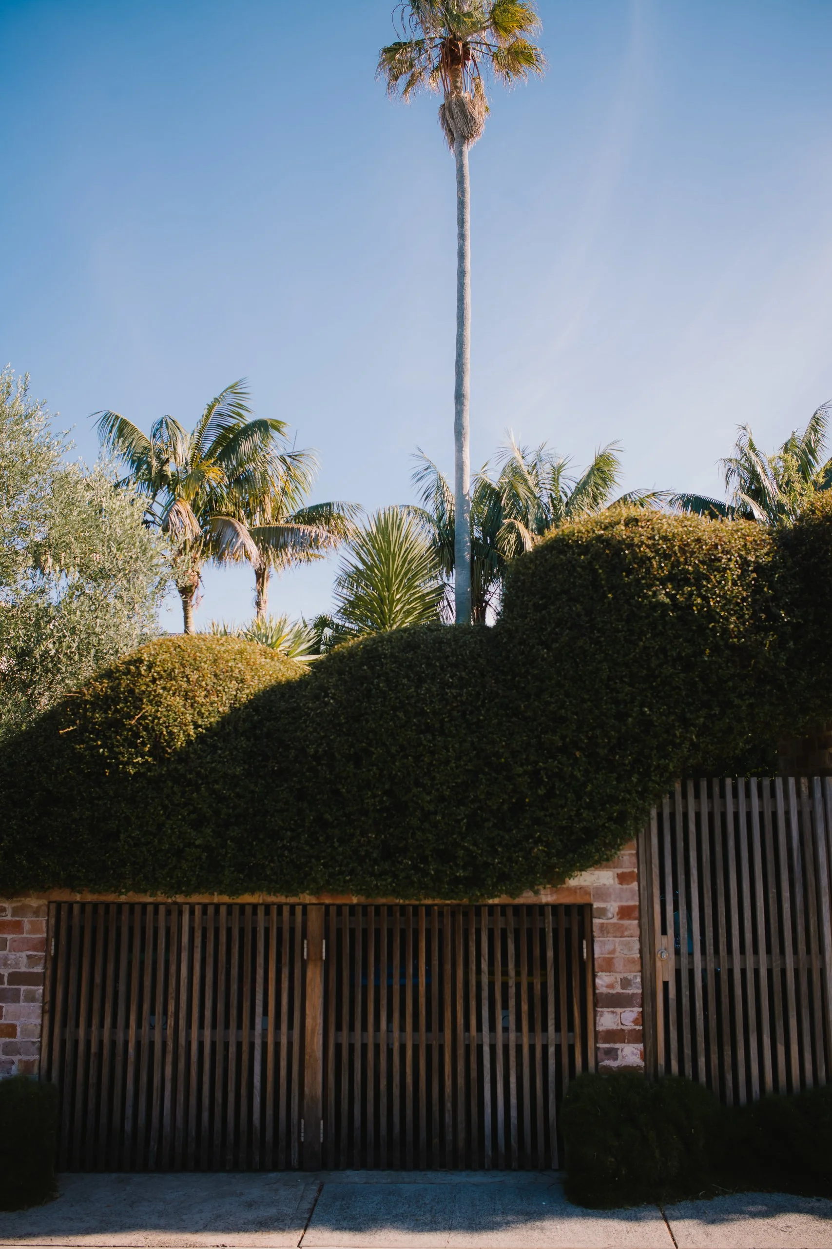 Tall palm tree with a straight trunk and a cluster of fronds at the top, surrounded by lush, well-maintained bushes and other palm trees against a clear blue sky.