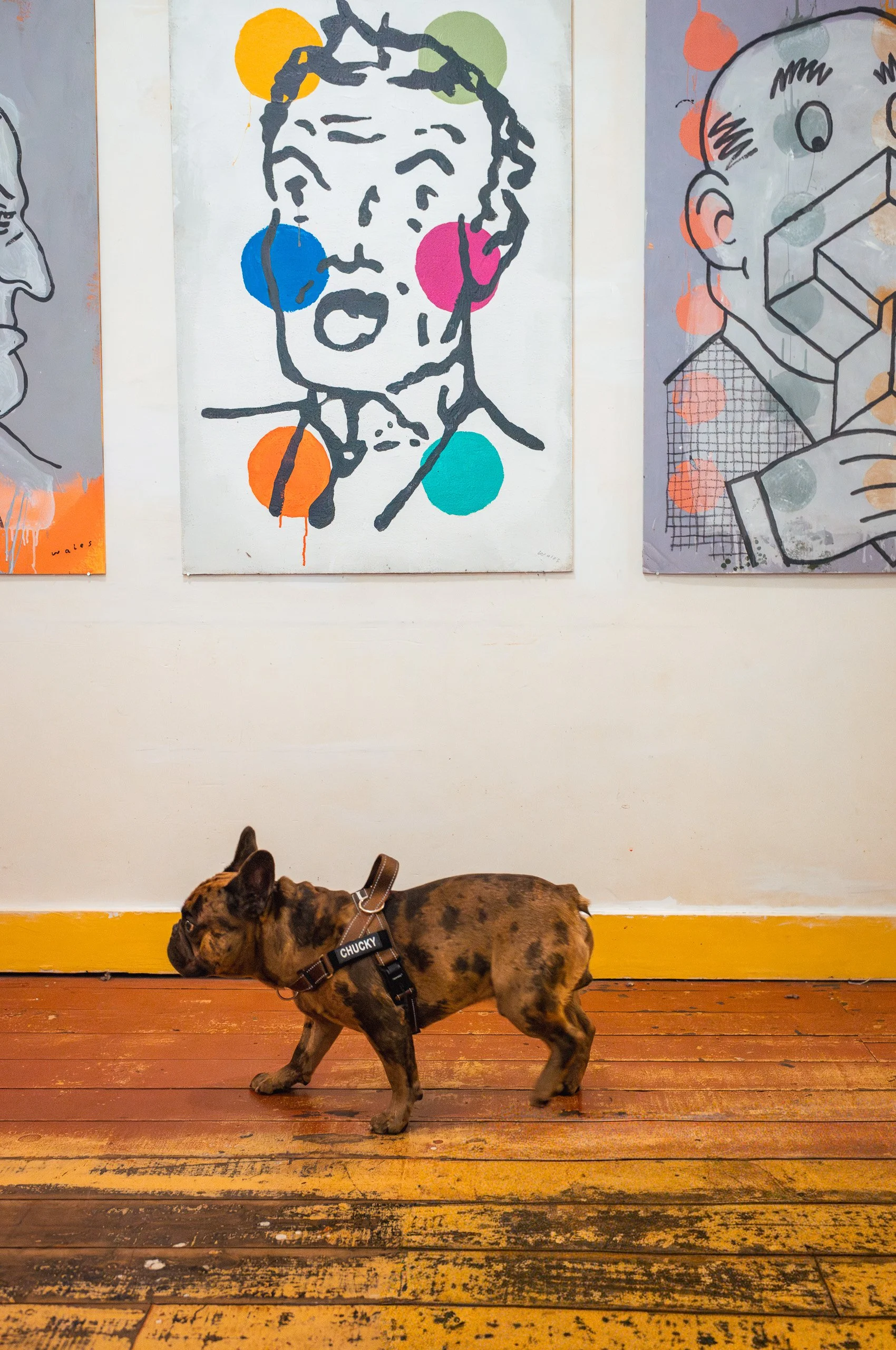 A small brindle French Bulldog puppy with a harness labeled Chuckly, walking on a wooden floor in front of a white wall decorated with colorful pop art portraits.