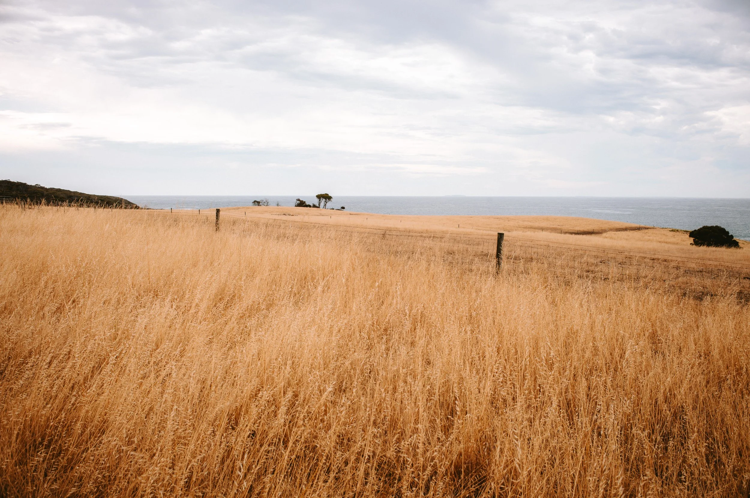 Golden grass field with a fence and trees near the coastline under a cloudy sky.
