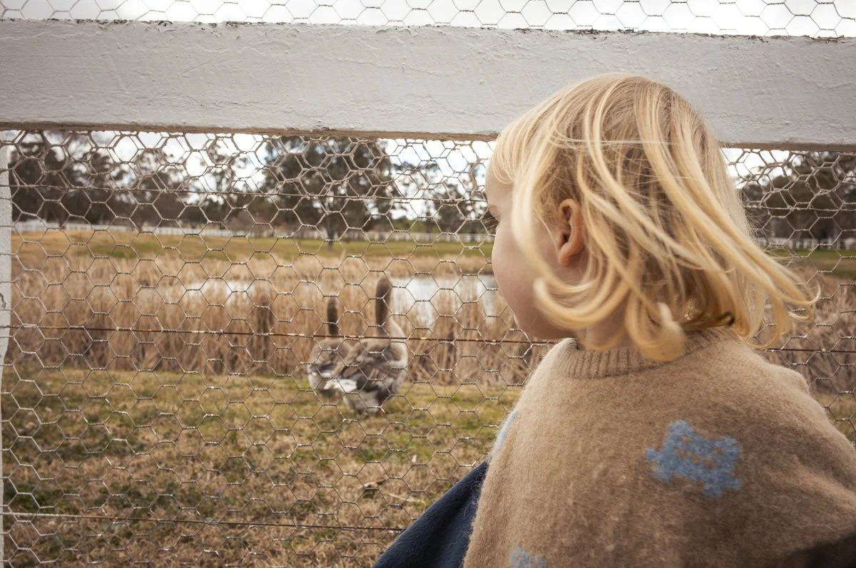 A young girl with blonde hair looking at a duck through a wire fence at a farm.