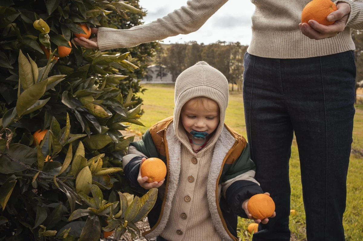 A young boy wearing a beige knit hat, a colorful jacket, and a pacifier, holding two oranges while picking oranges from a tree. An adult, partially visible, is reaching for an orange on the tree with a hand.