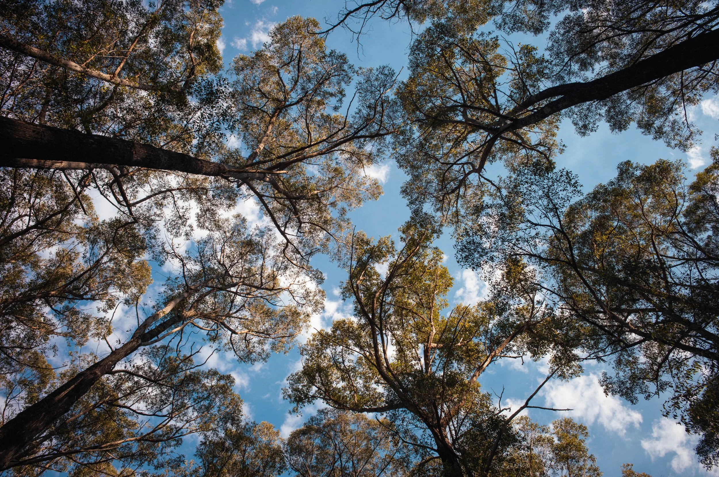 Looking up at tall trees with green leaves against a blue sky with scattered clouds.