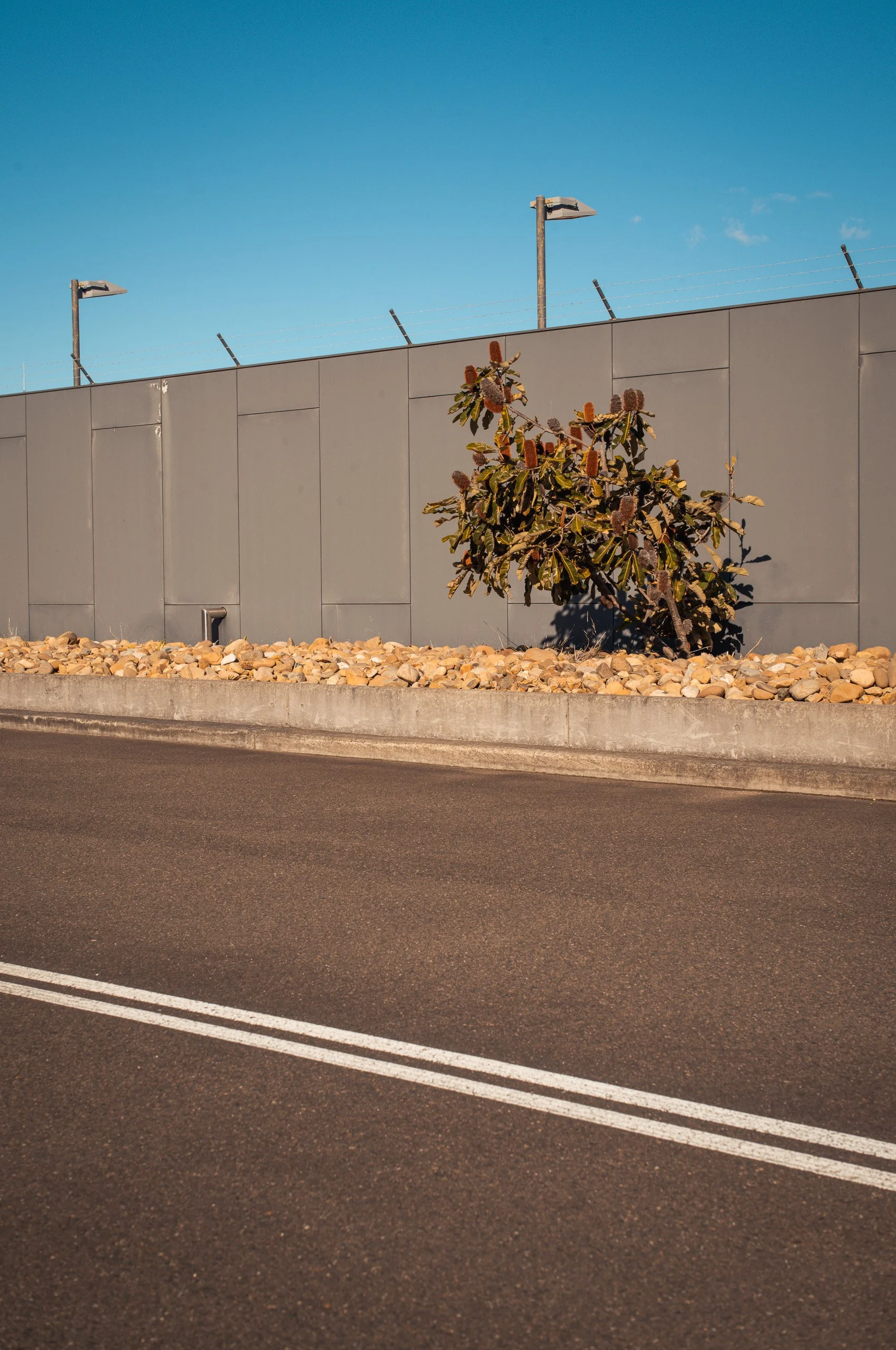 A street with a divided double yellow line, a concrete curb, a bed of rocks, and a single bush beside a gray wall with security cameras and pole-mounted lights under a clear blue sky.