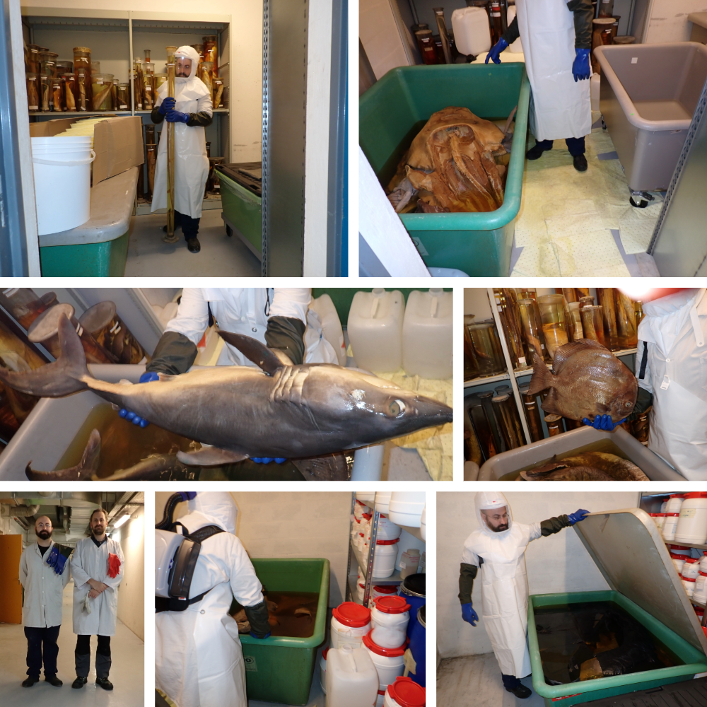 Mission&nbsp;: deux cuves de 1 100 litres d’éthanol à reconditionner, les collections en fluide à grande échelle&nbsp;!