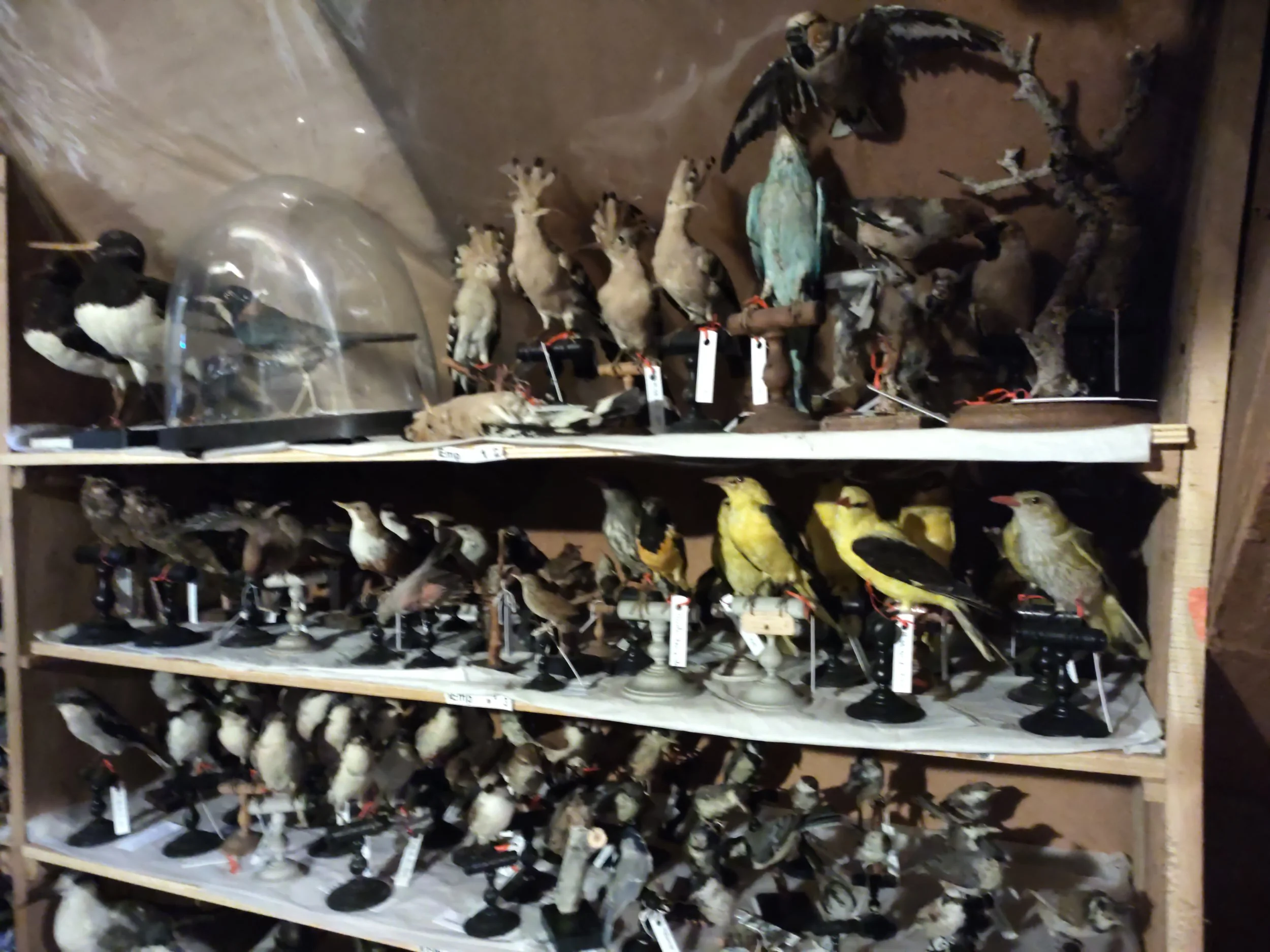 Le musée des Beaux-Arts et d’histoire naturelle de Châteaudun va sortir de ses réserves [l’Écho Républicain]