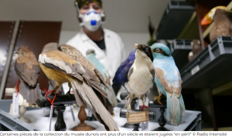 Empoisonnée à l'arsenic, cette collection du musée déménage [Radio Instensité]