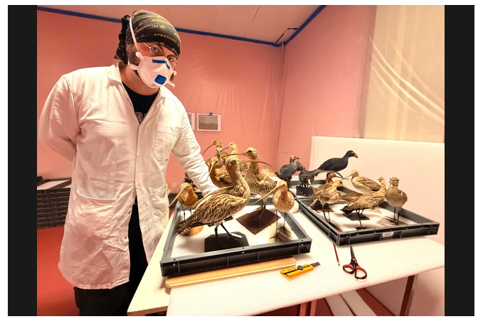 Les animaux naturalisés du musée de Châteaudun se refont une beauté [Echo Républicain]