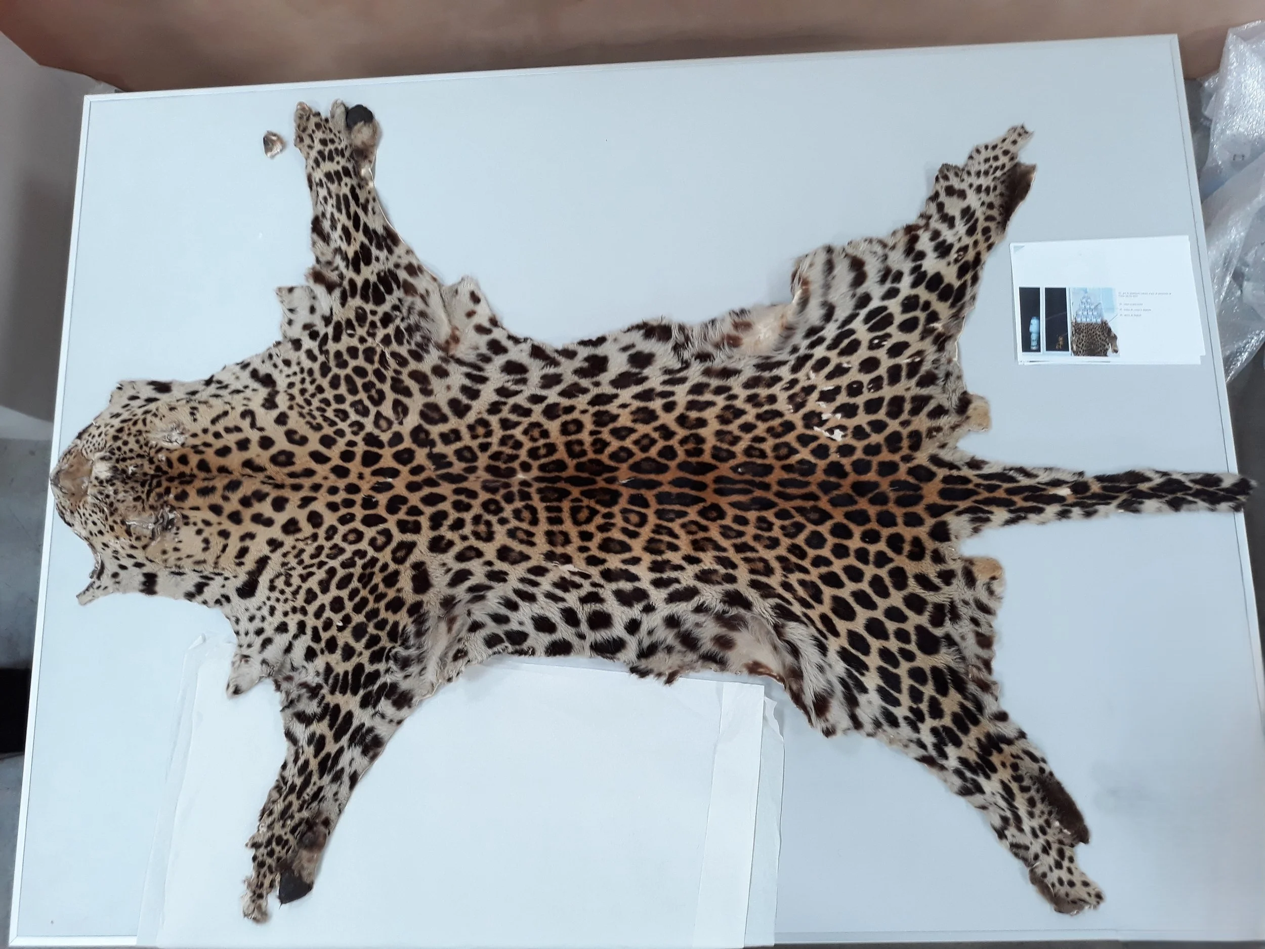 Dépoussiérage et constat d’état d’un léopard&nbsp;: la première mission réalisée par HBconservation